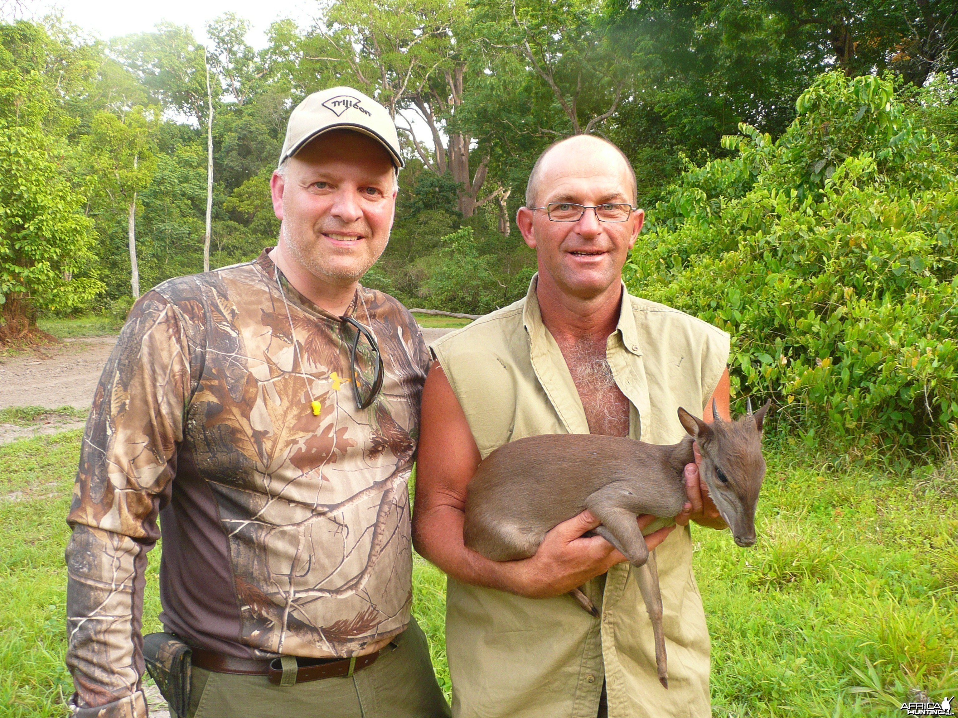 Blue duiker from CAR