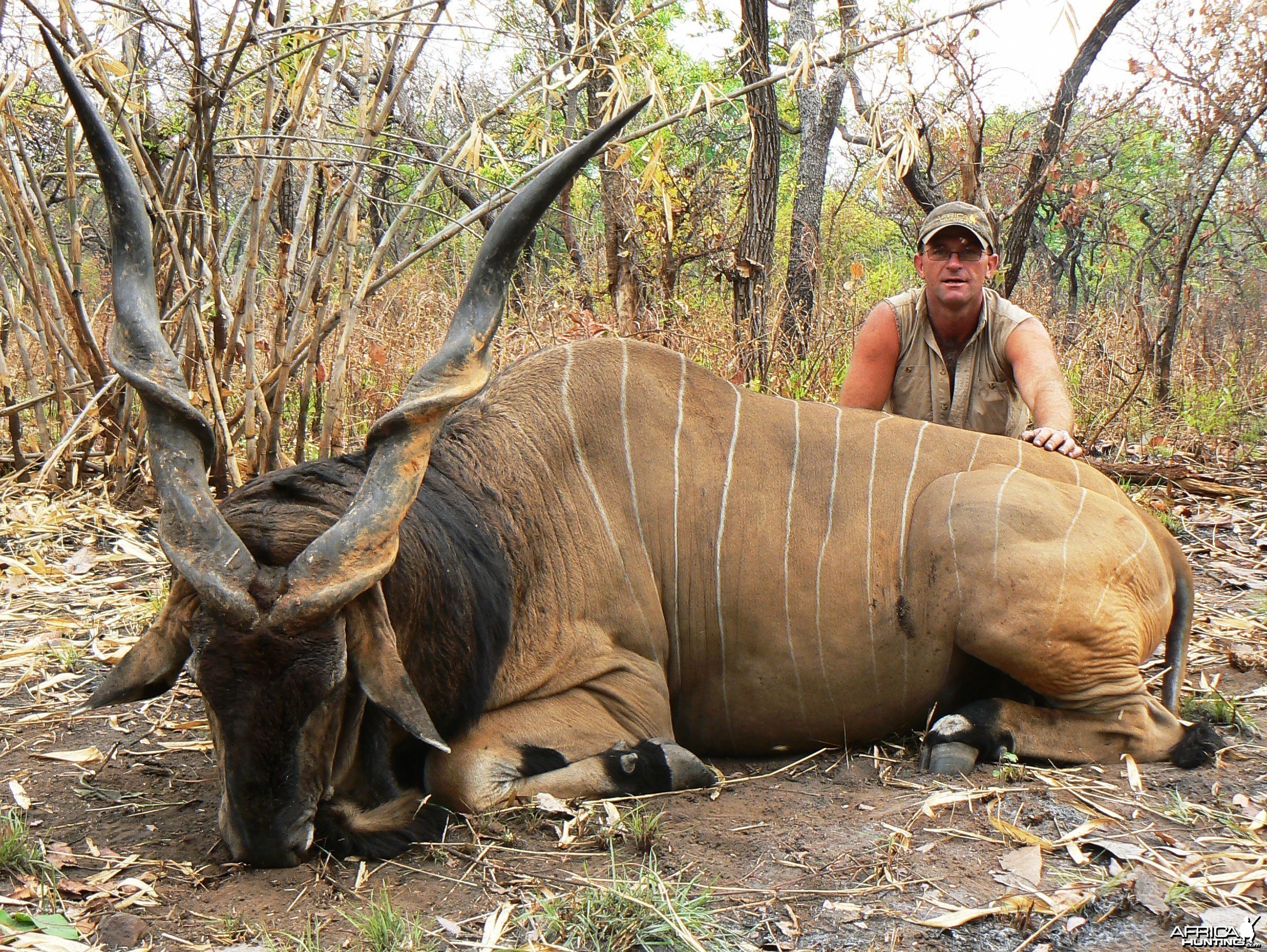 Lord derby eland from CAR