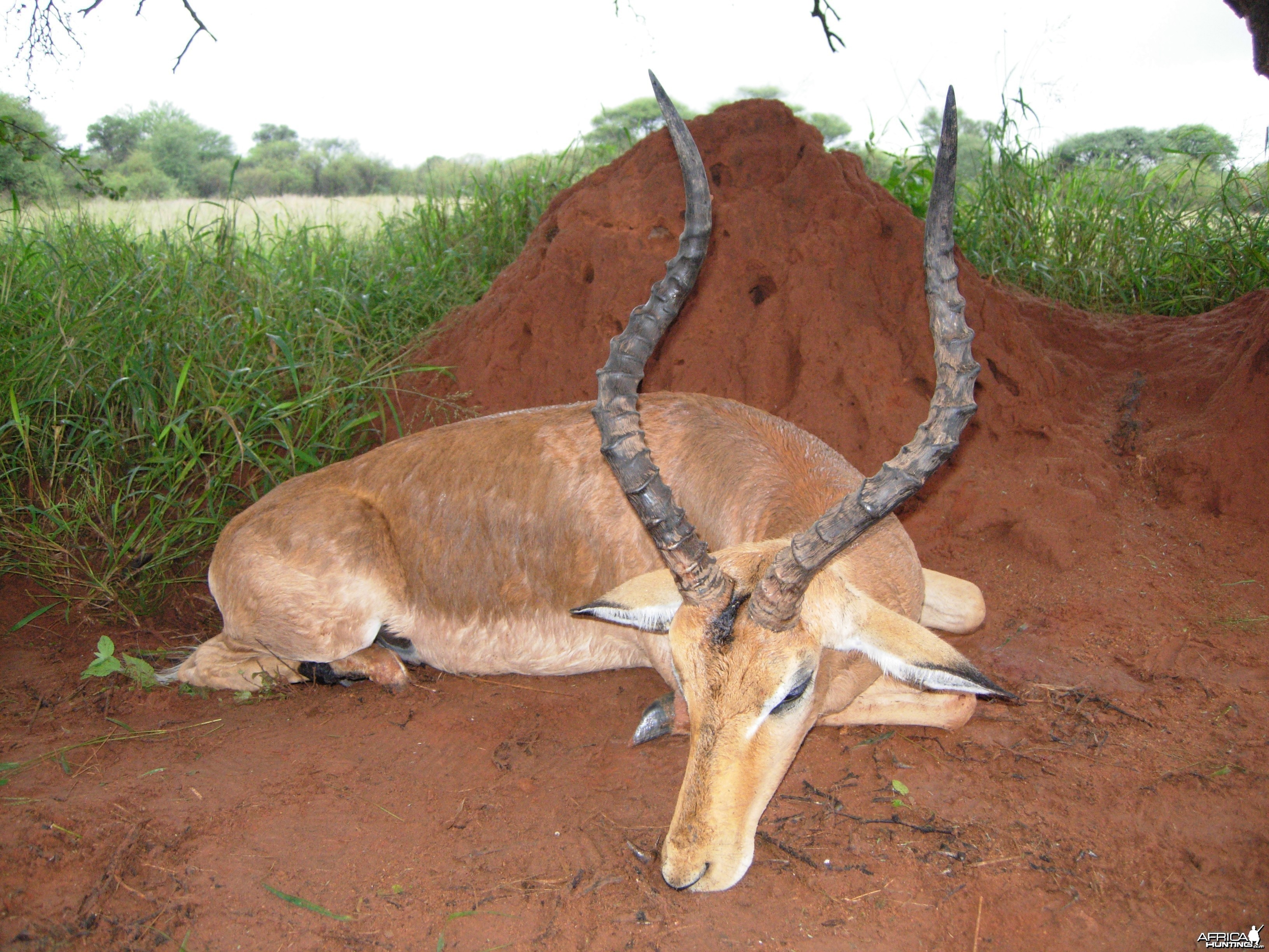 Southern Impala ram