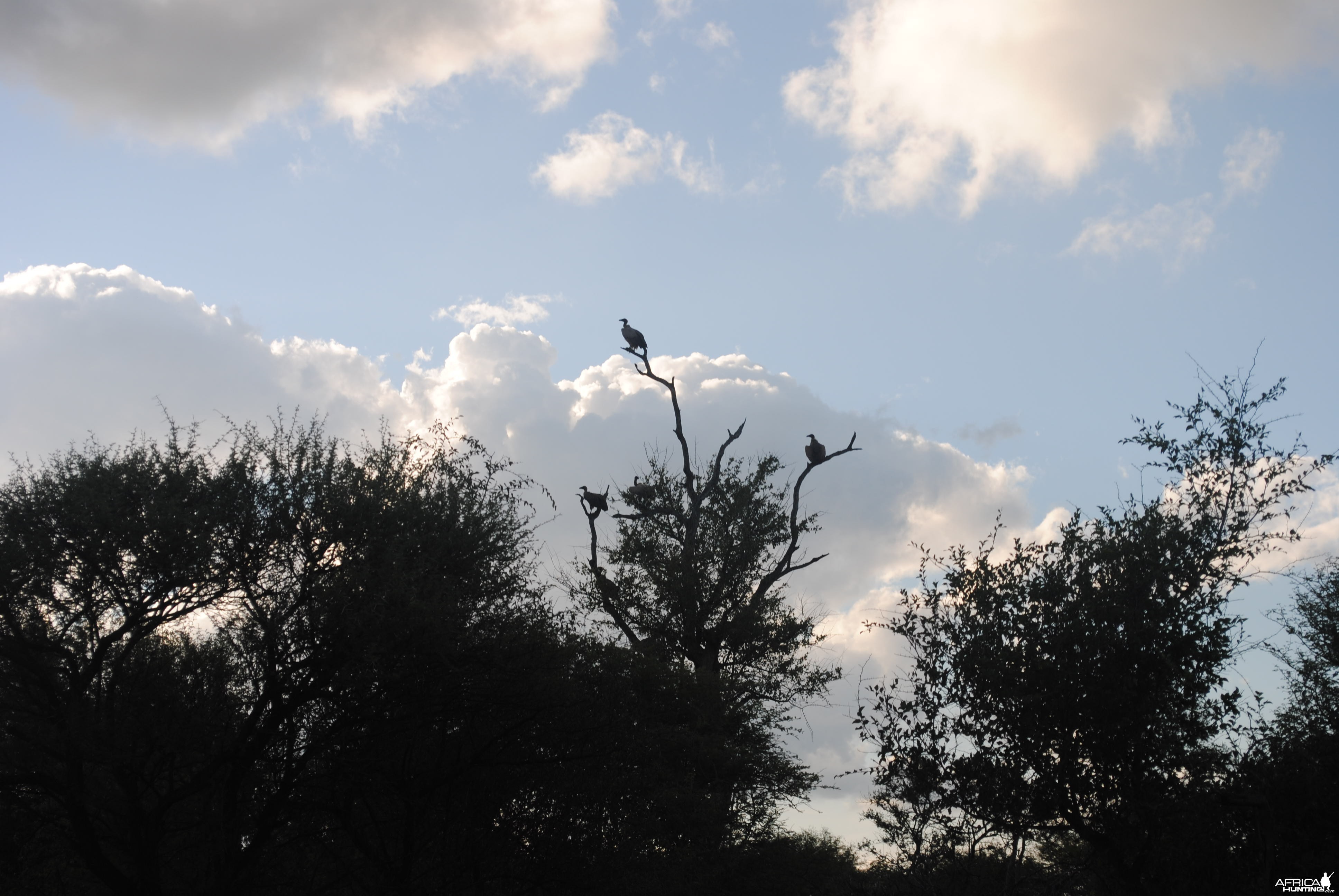 White backed vultures