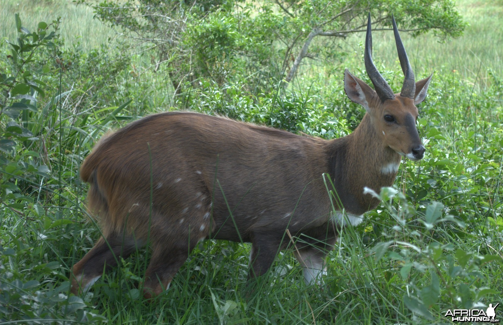 Bushbuck South AFrica