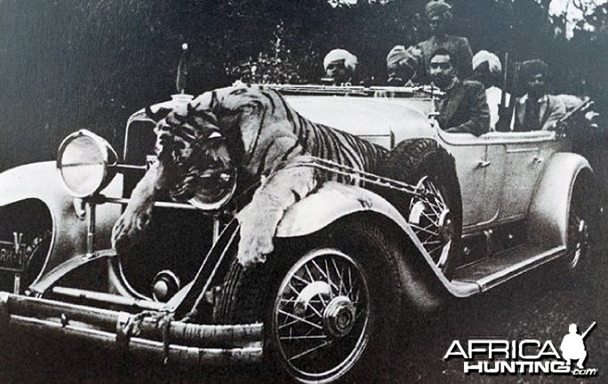 Tiger and Rolls Royces, Narsingh, India