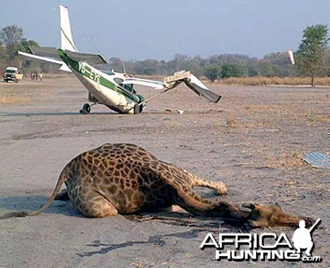 Giraffe Killed on Landing