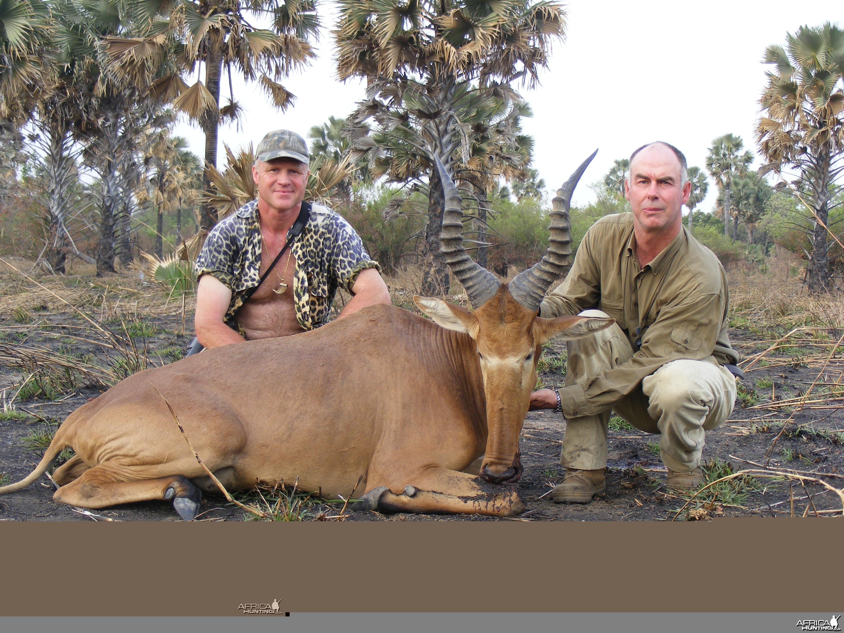 Very big western hartebeest