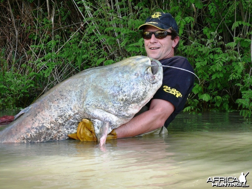 Giant Catfish from France (2m33)