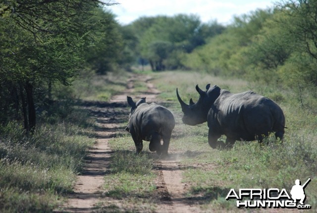 White Rhino mother and calf