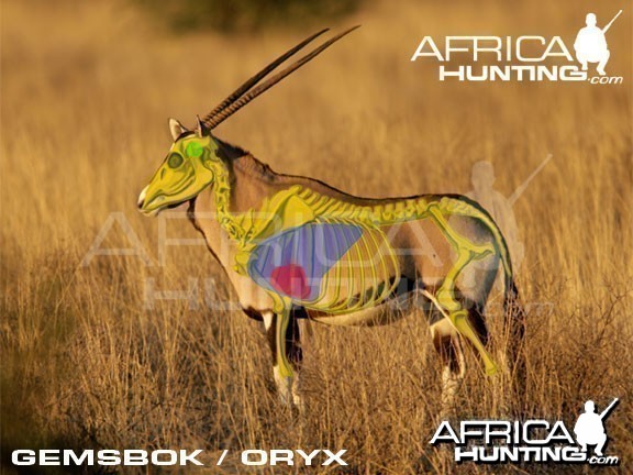 Hunting Gemsbok Shot Placement