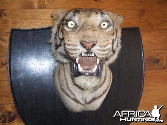 Taxidermist Van Ingen &amp; Van Ingen Tiger Head