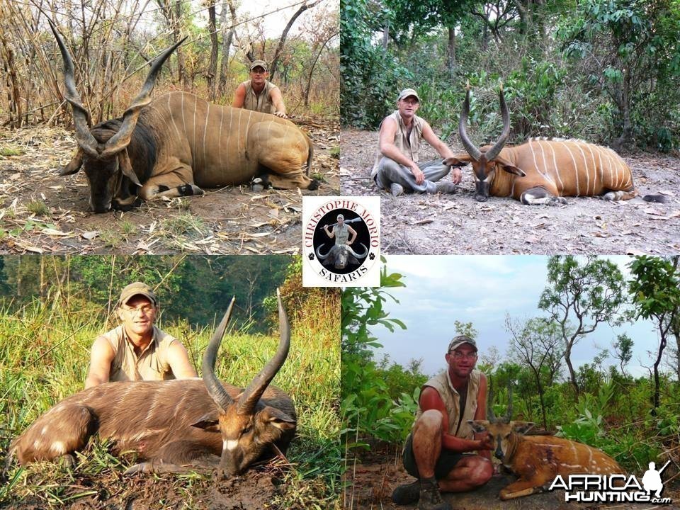 Lord Derby Eland, Bongo, Western Sitatunga and Harnessed Bushbuck