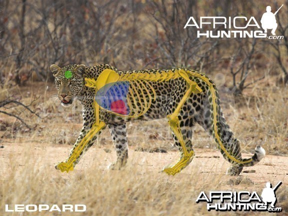 Hunting Leopard Shot Placement