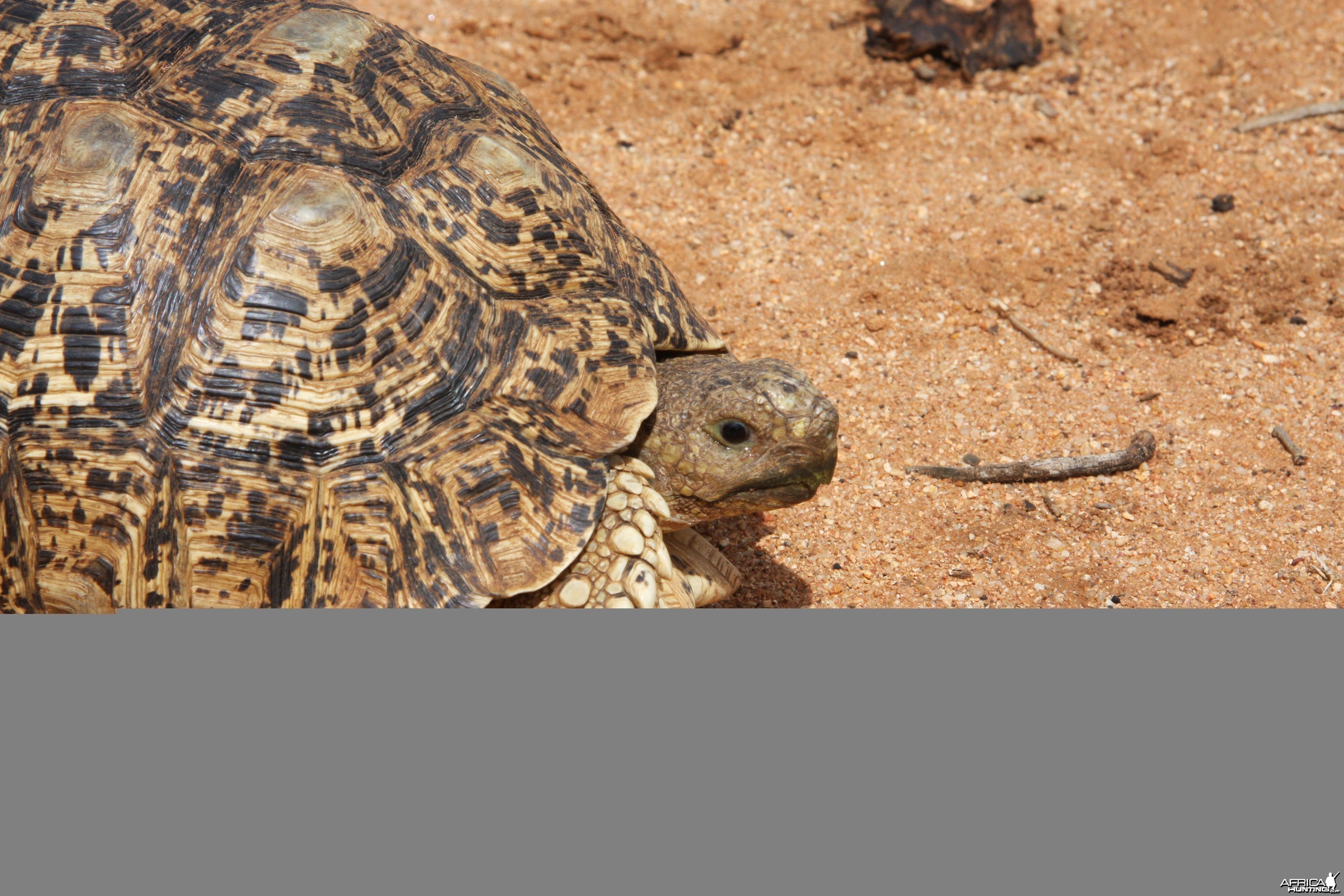 Leopard Tortoise Namibia