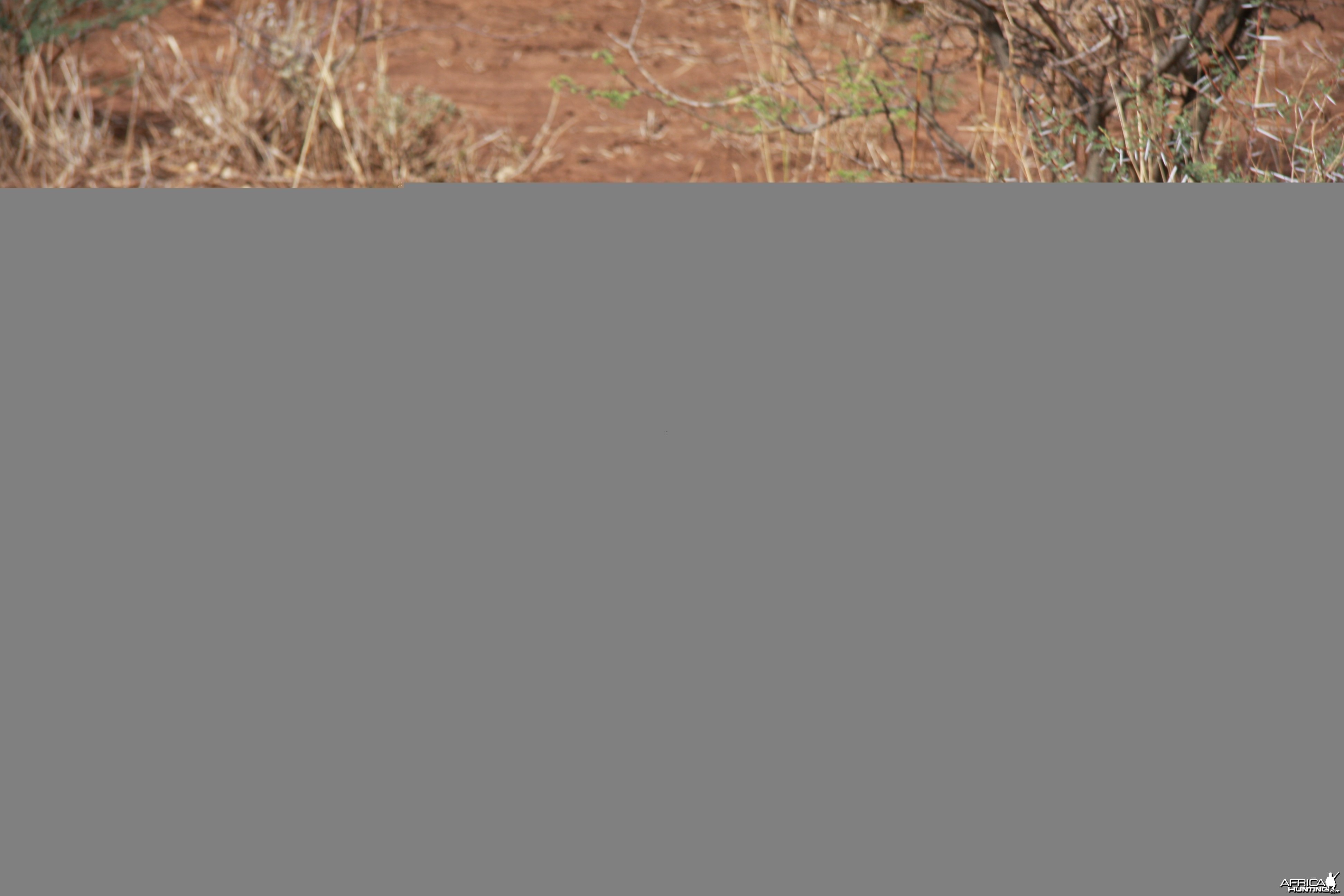 Monitor Lizard Namibia