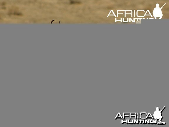 Hunting Springbok Shot Placement