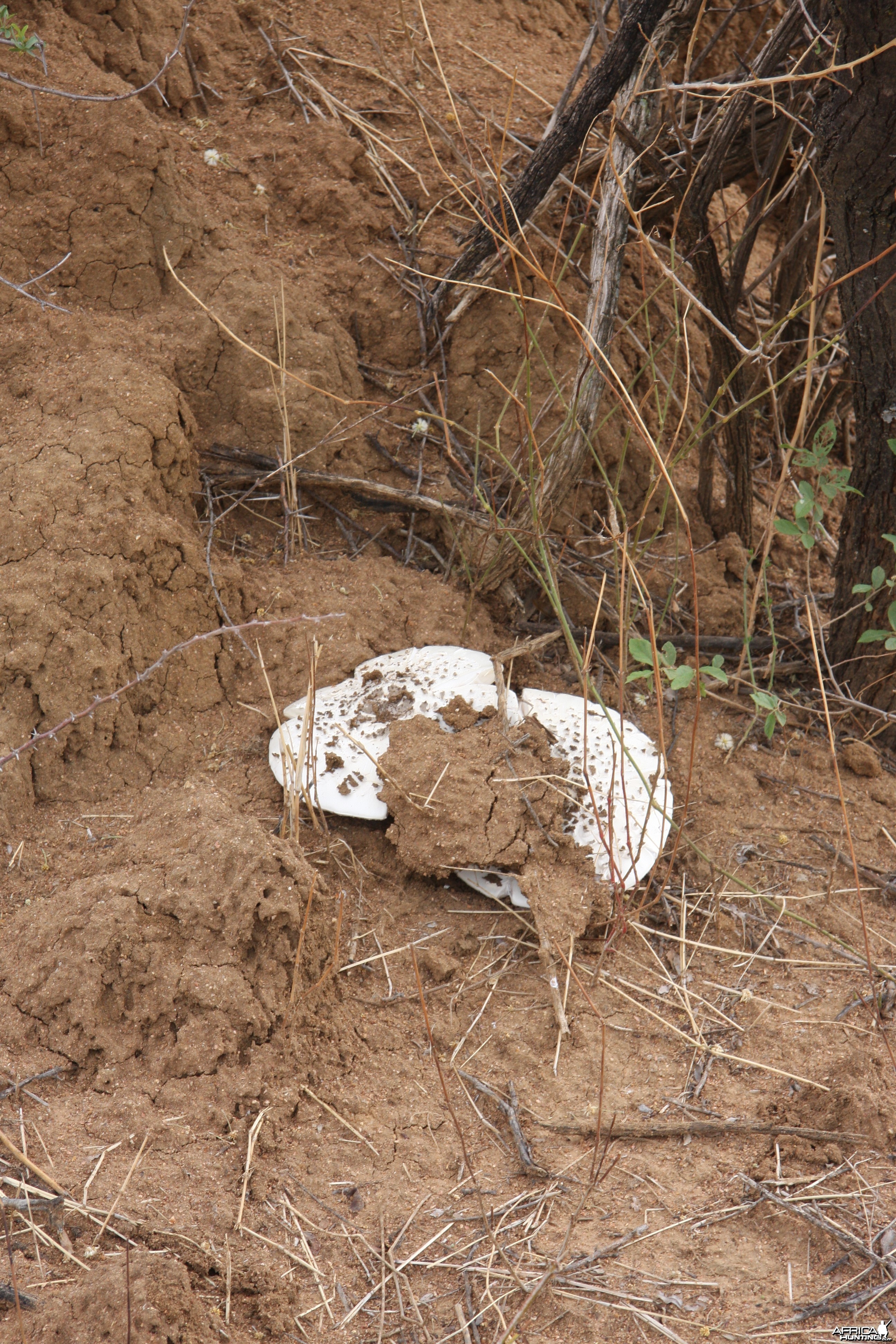 Omajowa termite hill mushrooms Namibia