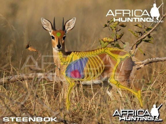 Hunting Steenbok Shot Placement