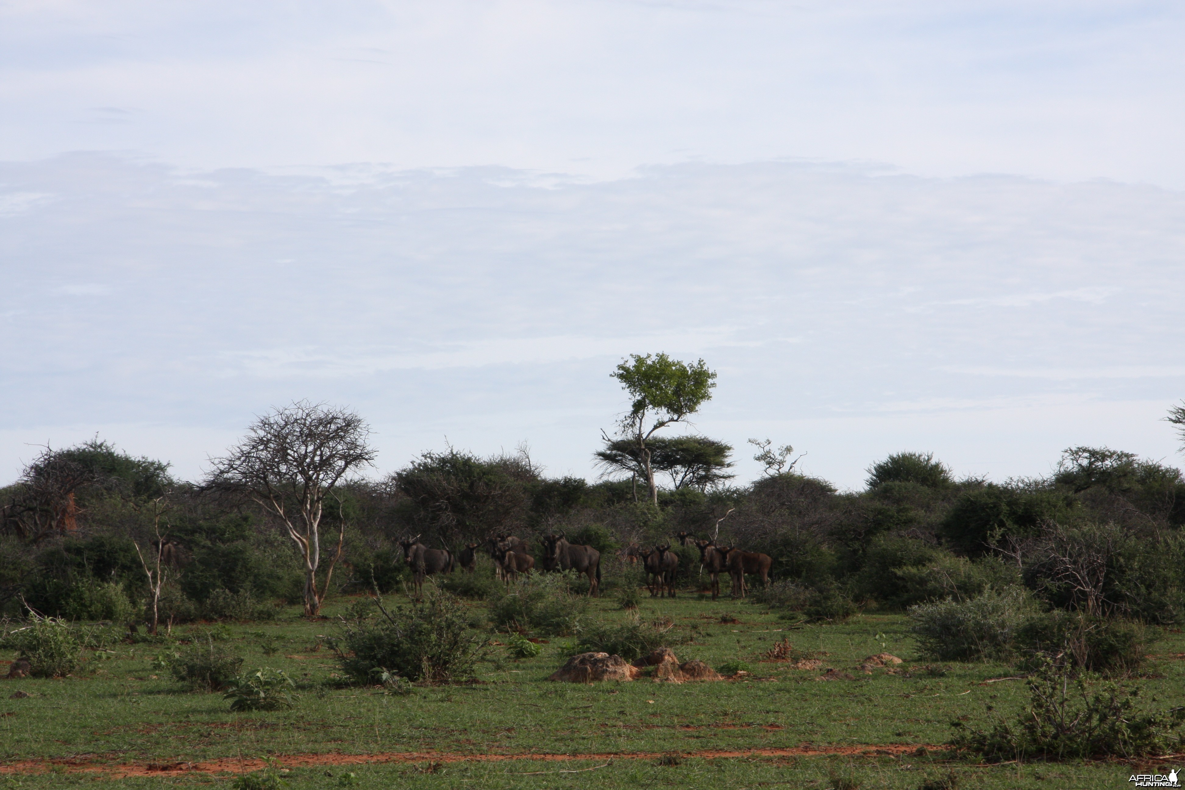 Blue Wildebeest Namibia