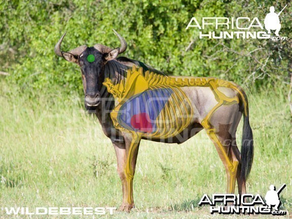 Hunting Wildebeest Shot Placement