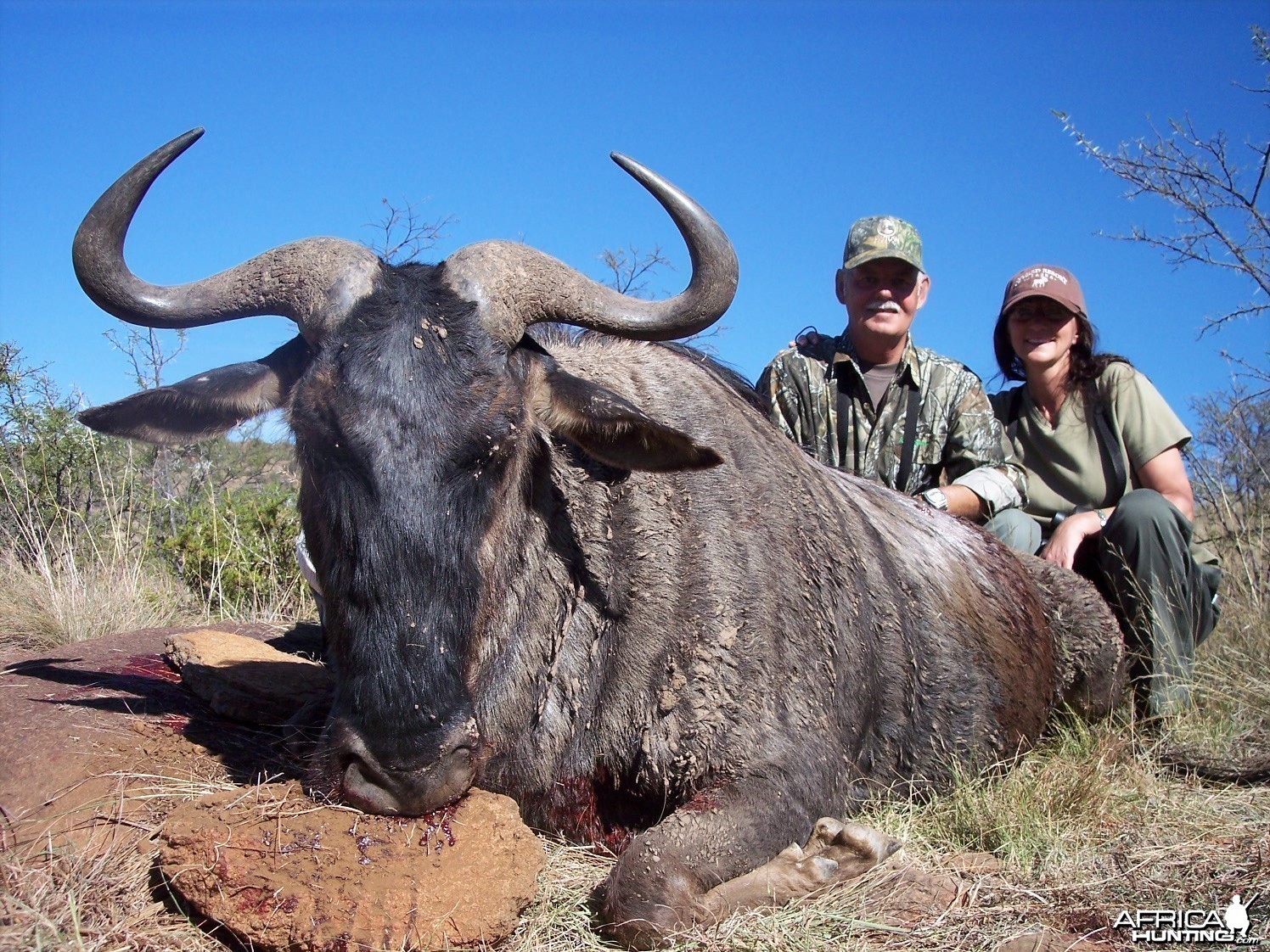 Blue Wildebeest Hunt East Cape South Africa