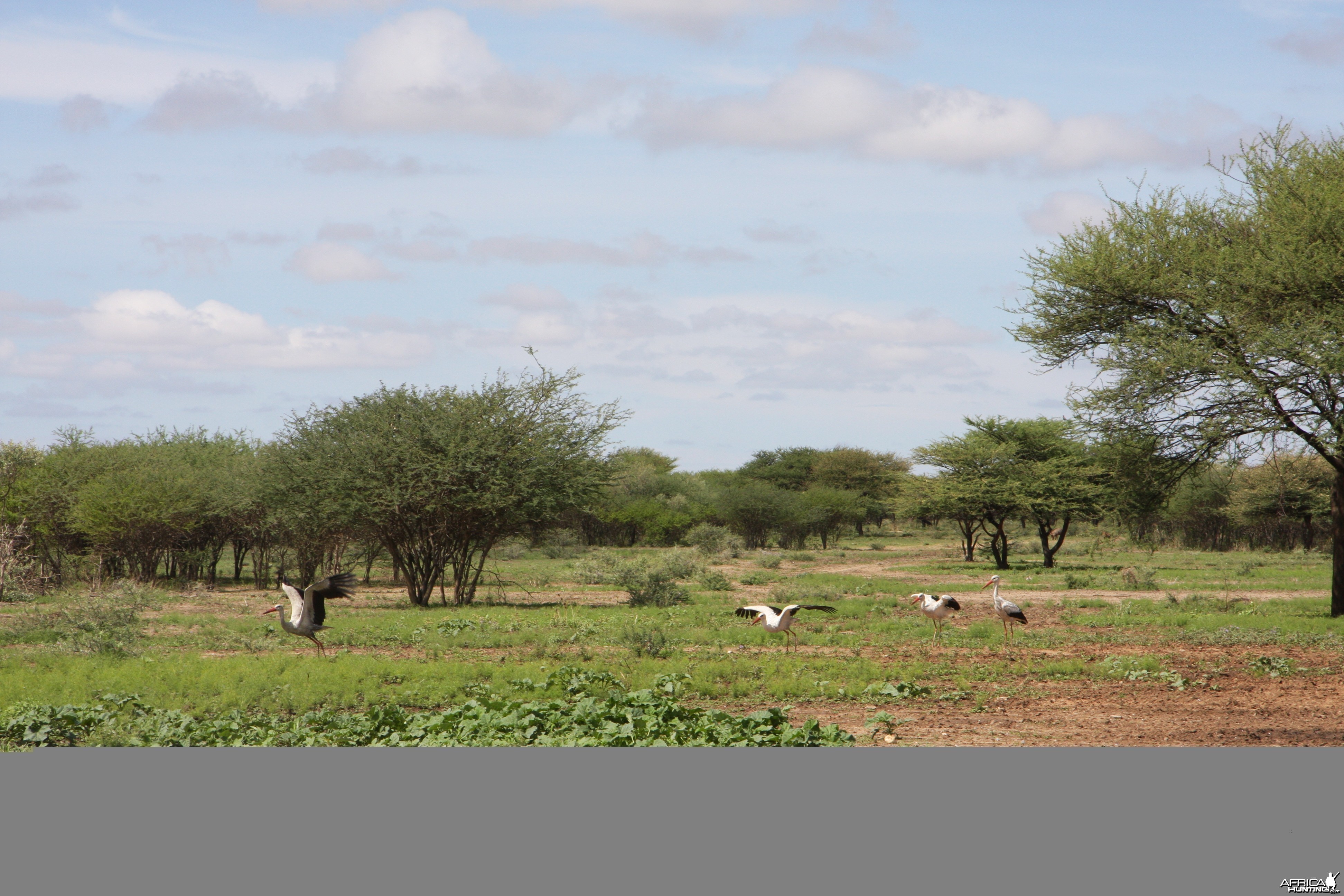 White Storks Namibia