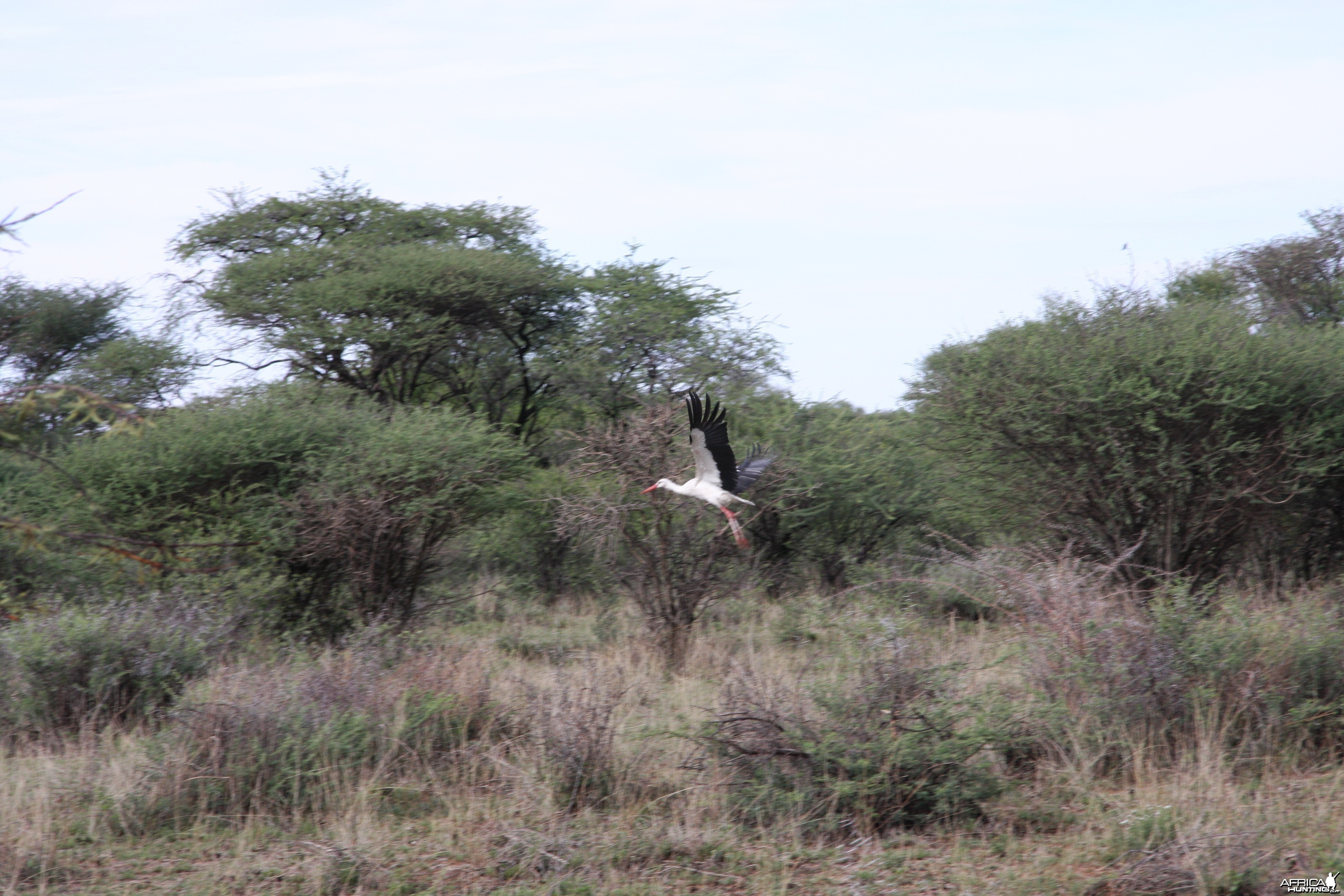 White Stork Namibia