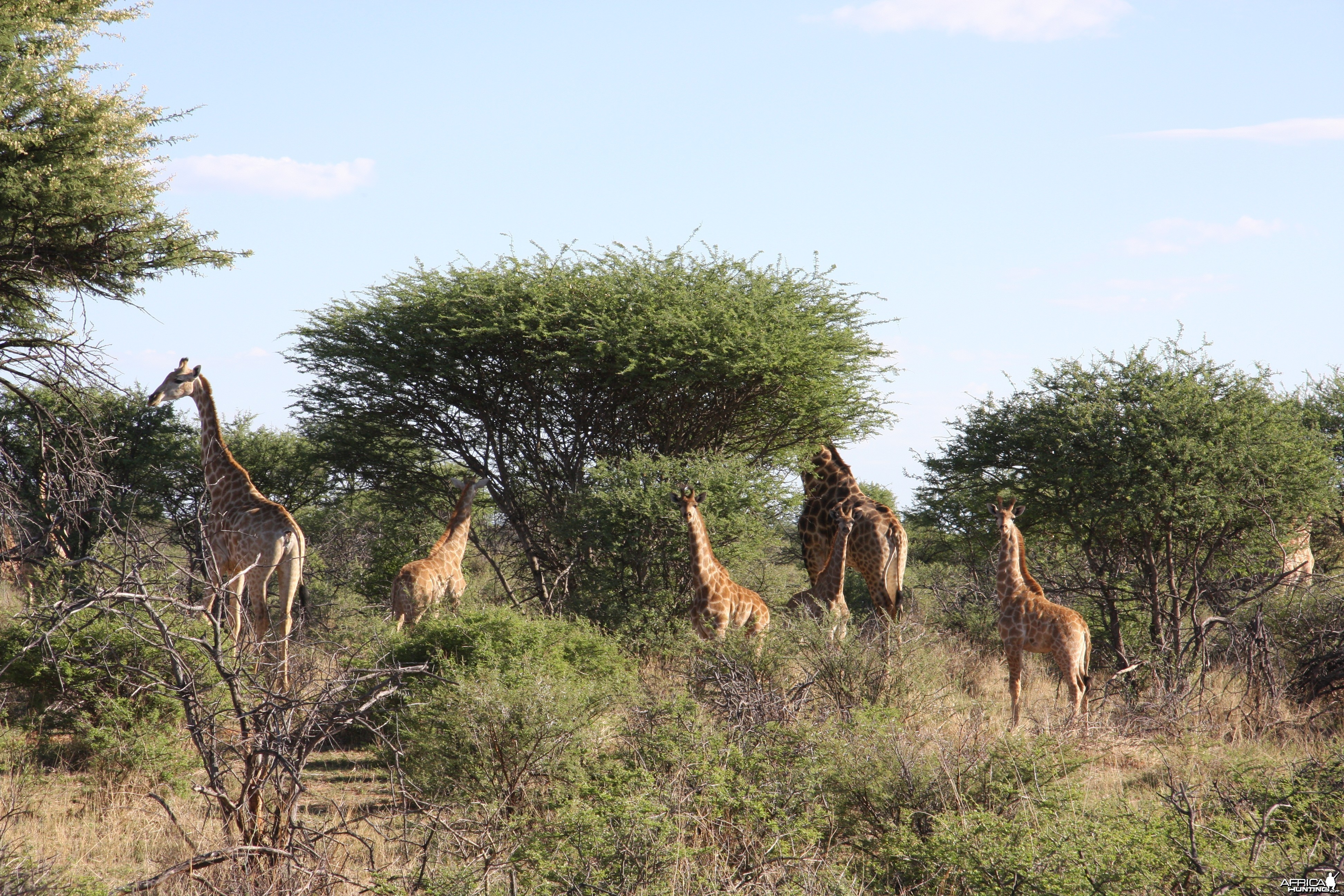 Giraffes Namibia