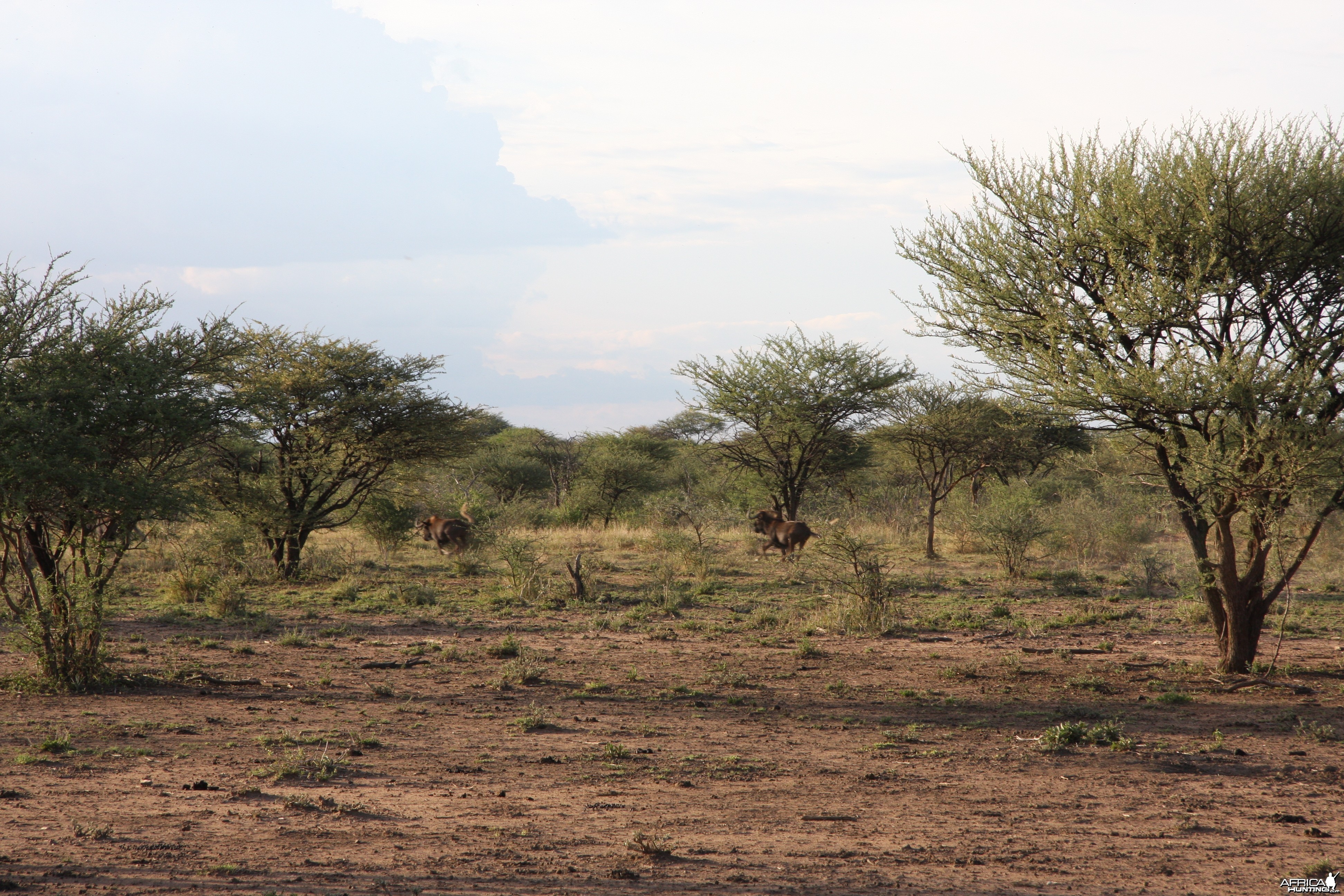 Black Wildebeest Namibia