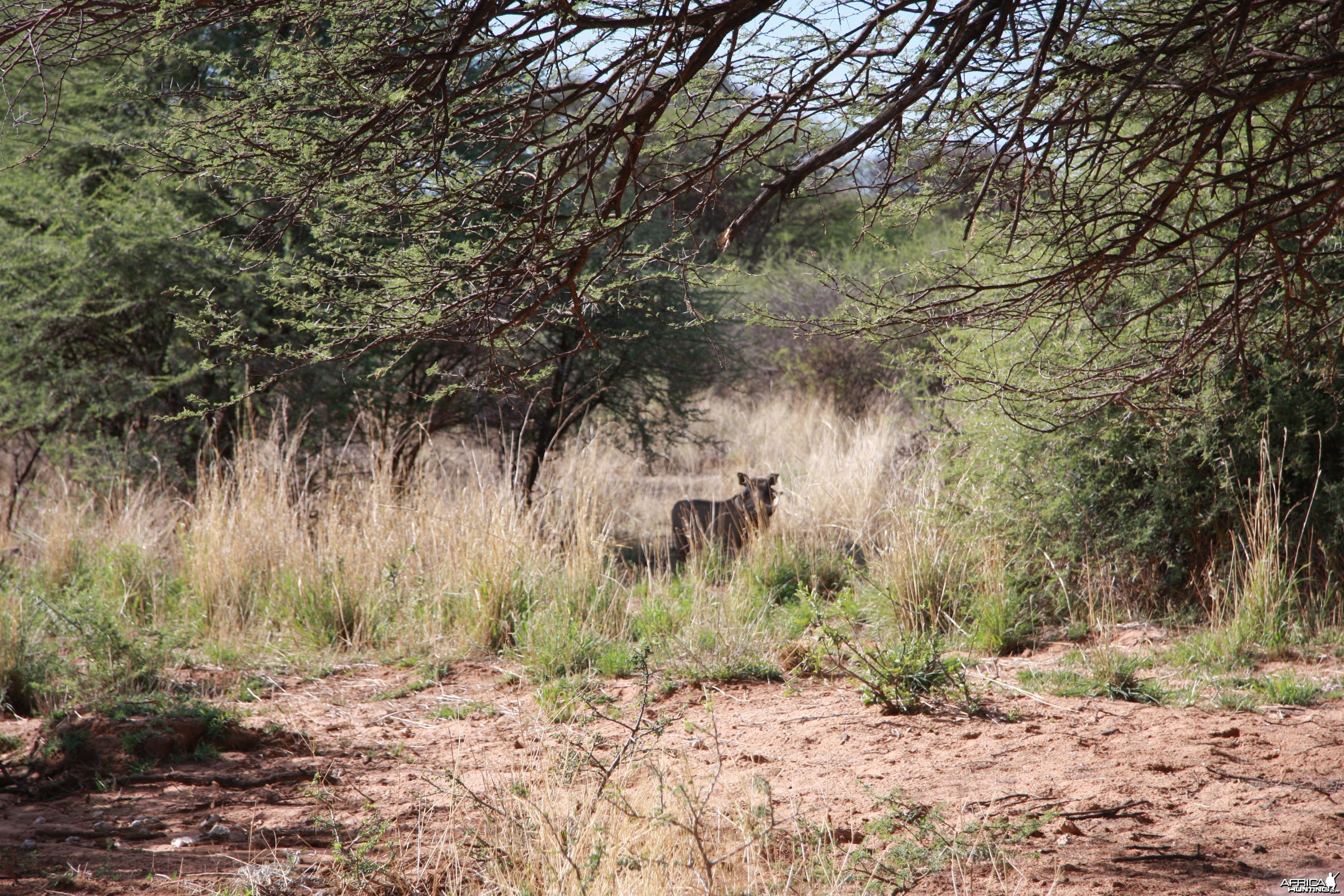 Warthog Namibia