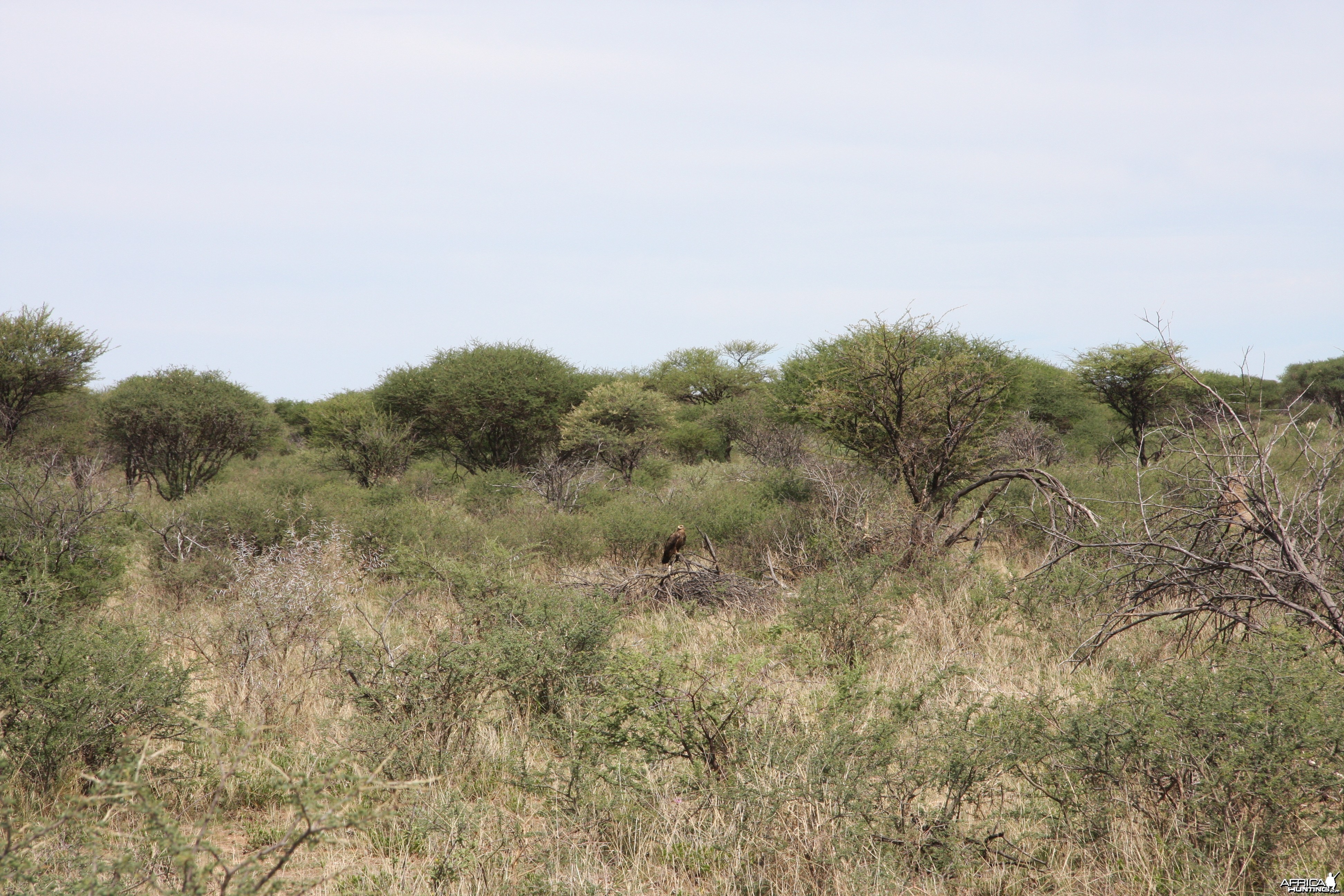 Eagle Namibia