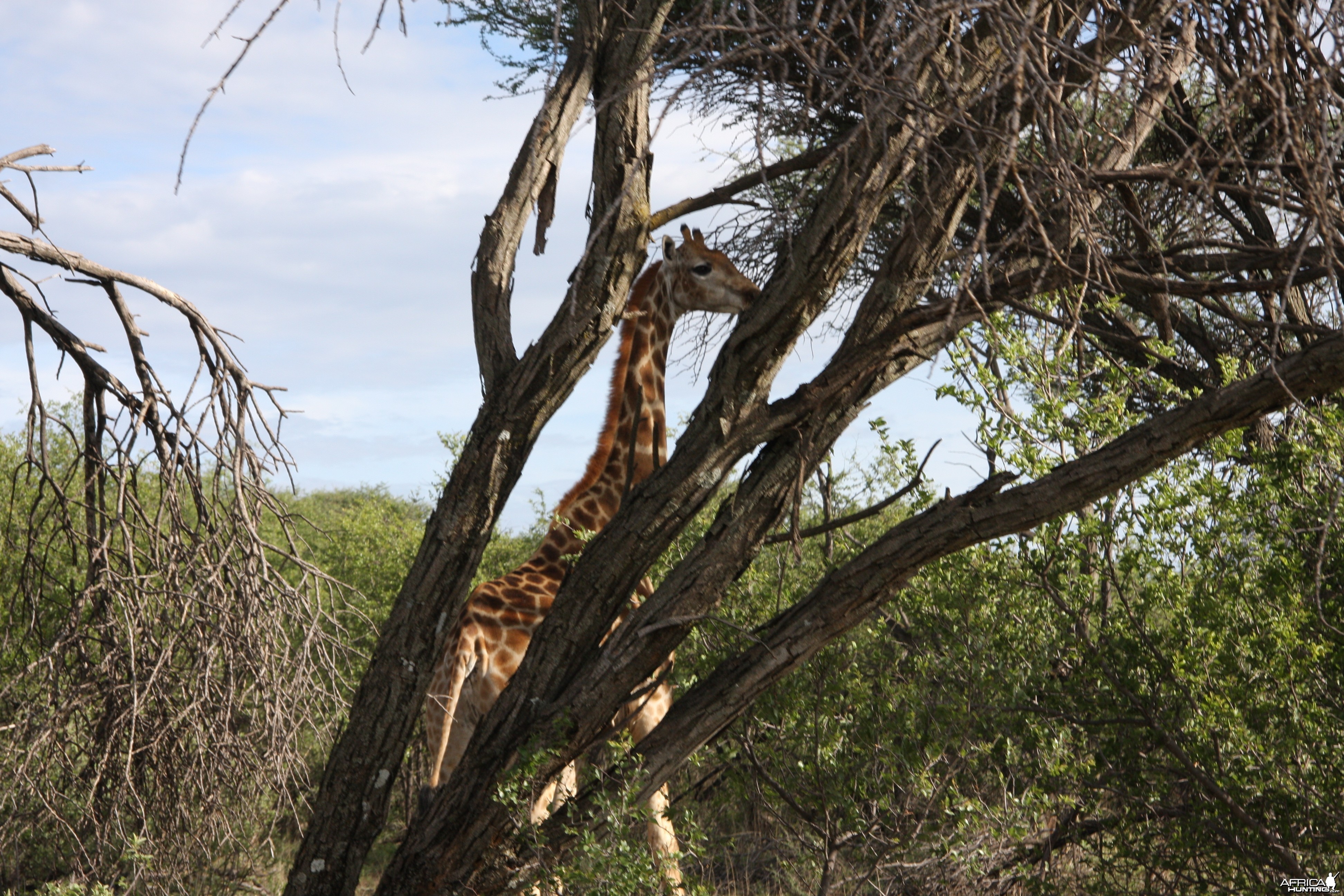 Giraffe Namibia