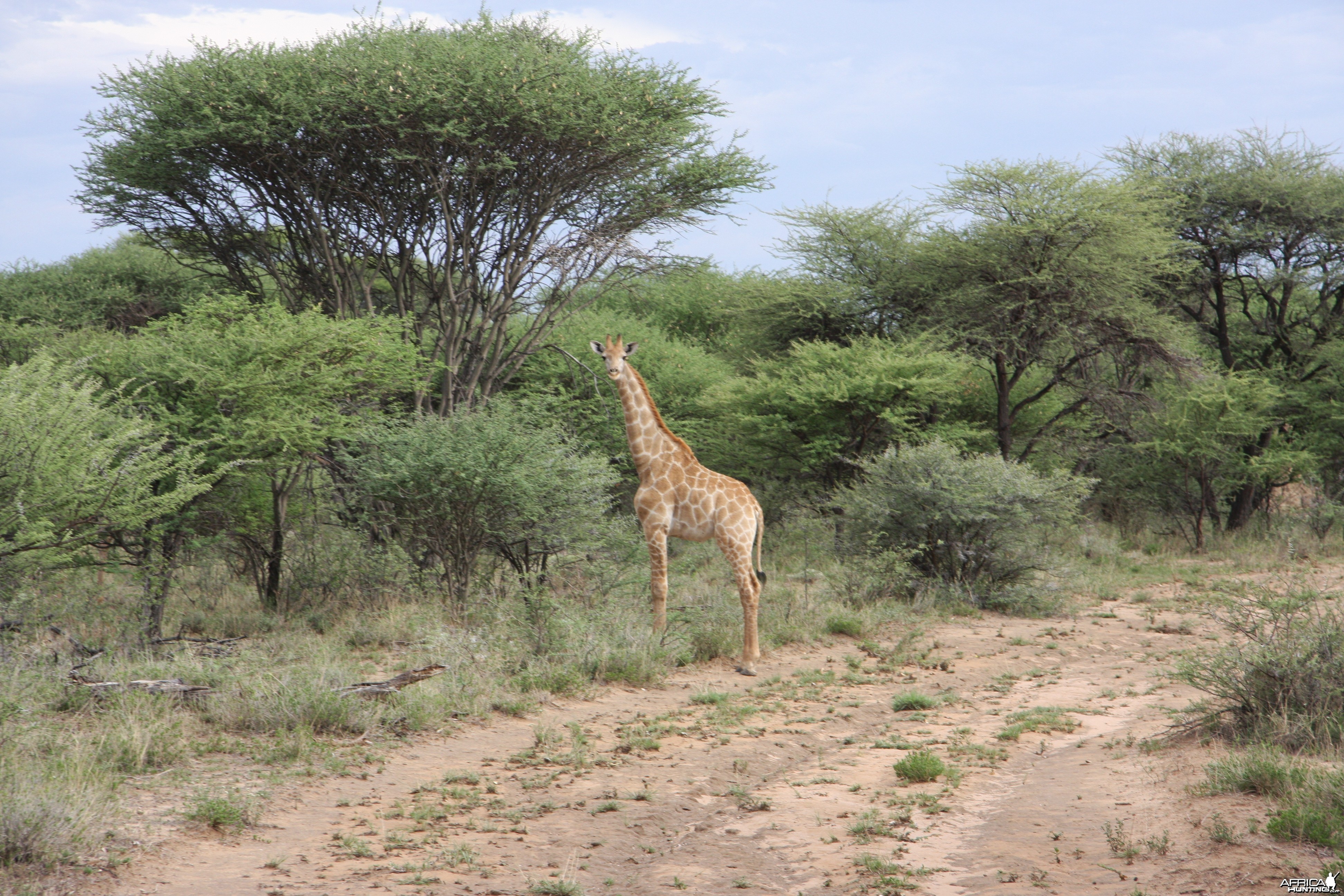 Young Giraffe Namibia