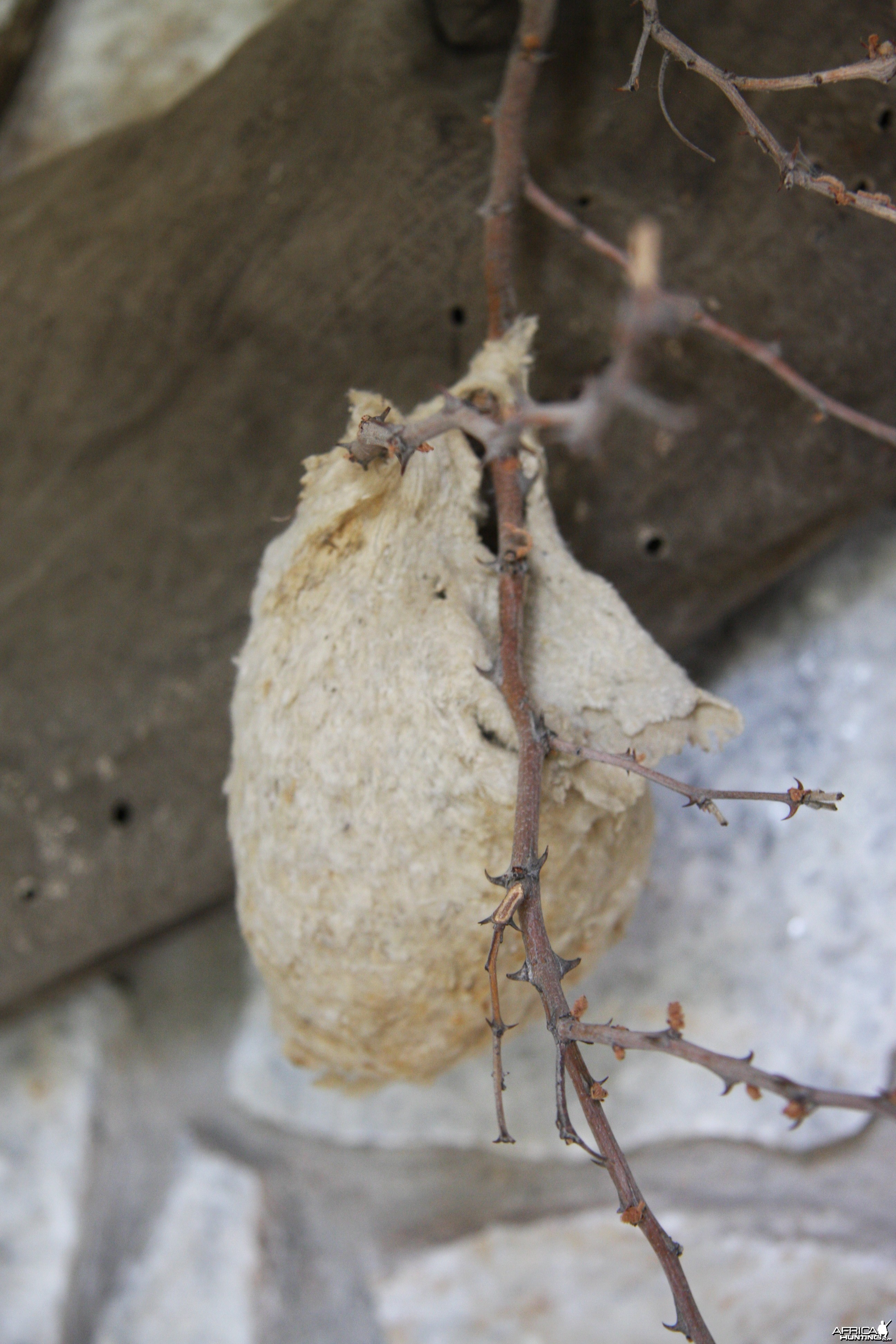 Spider Web Bird Nest Namibia