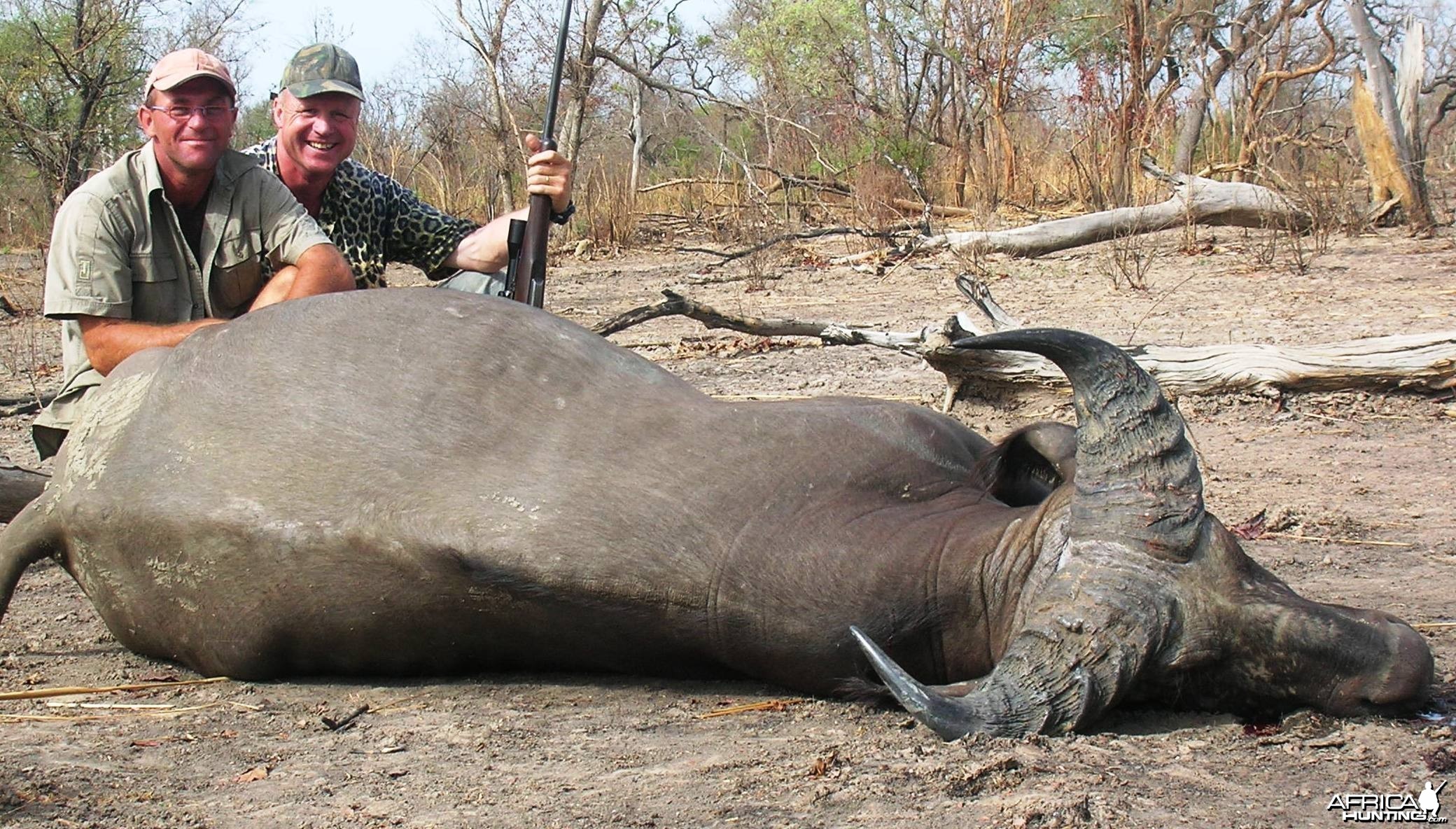 Buffalo from Benin