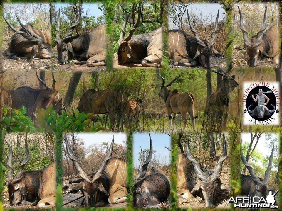 Lord Derby Eland - Central Africa