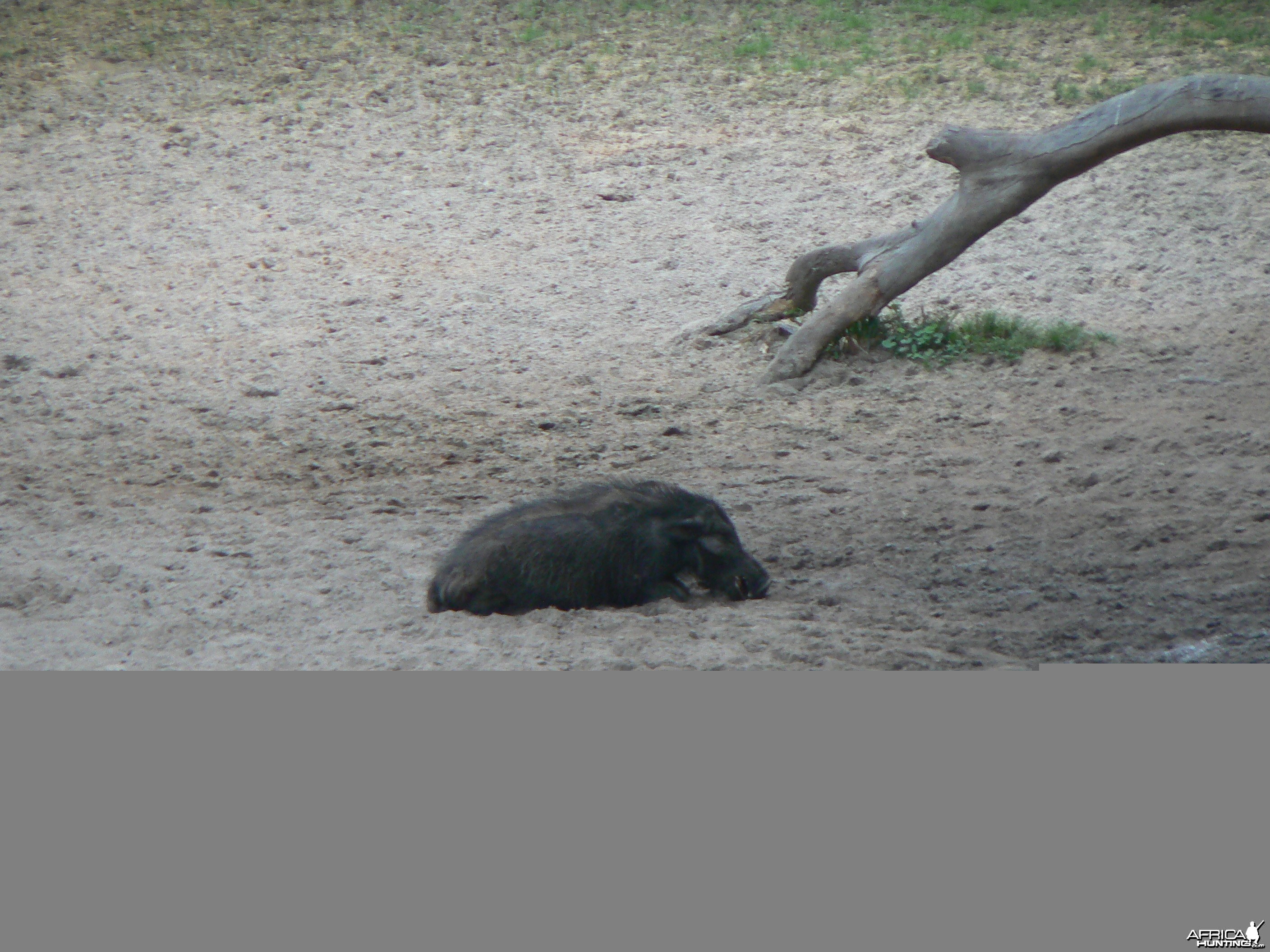 Giant Forest Hog Central African Republic