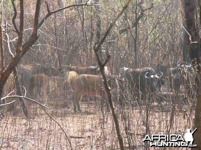 Buffalo Central African Republic