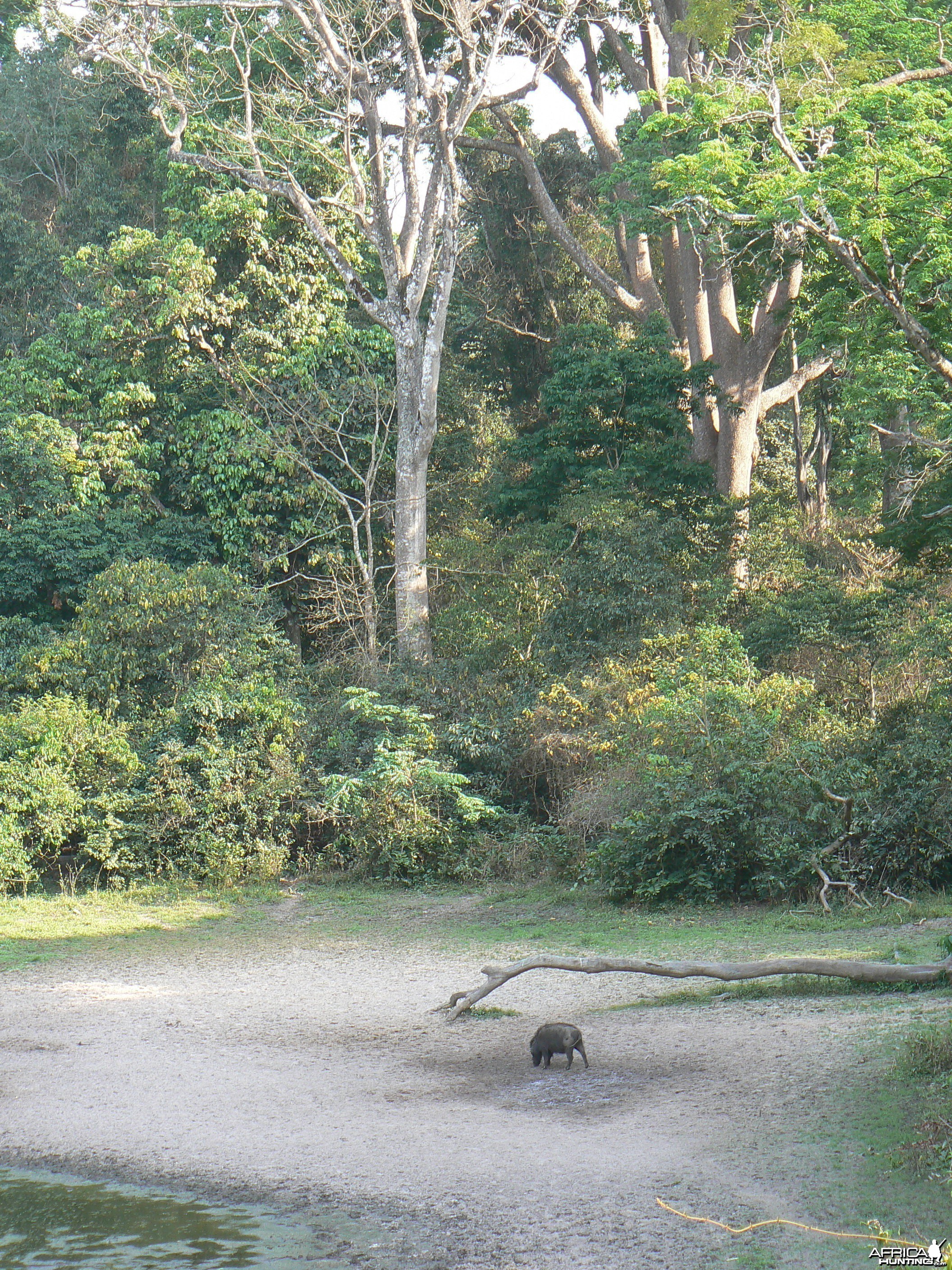 Giant Forest Hog Central African Republic