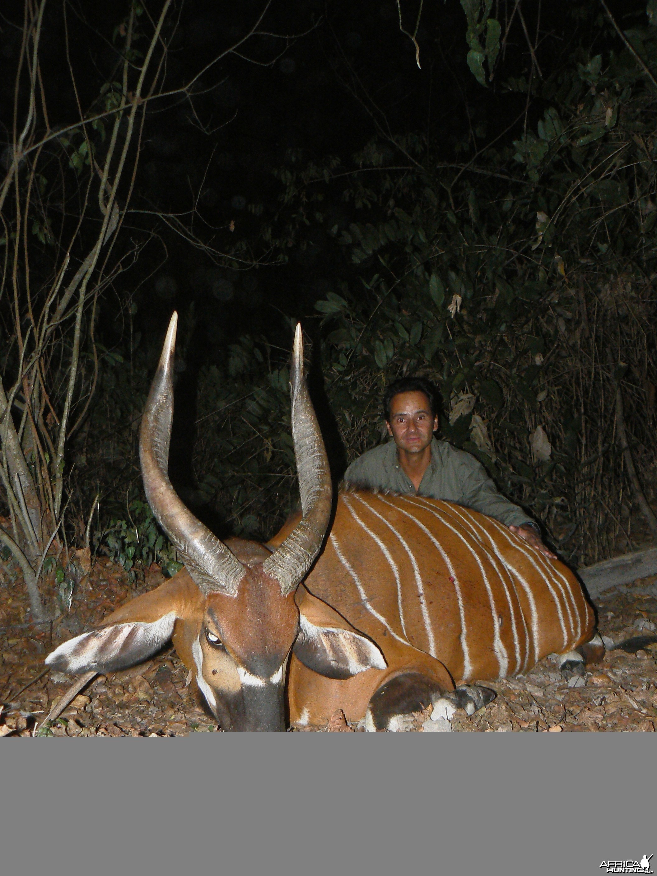 Bongo Hunted in Central Africa CAR