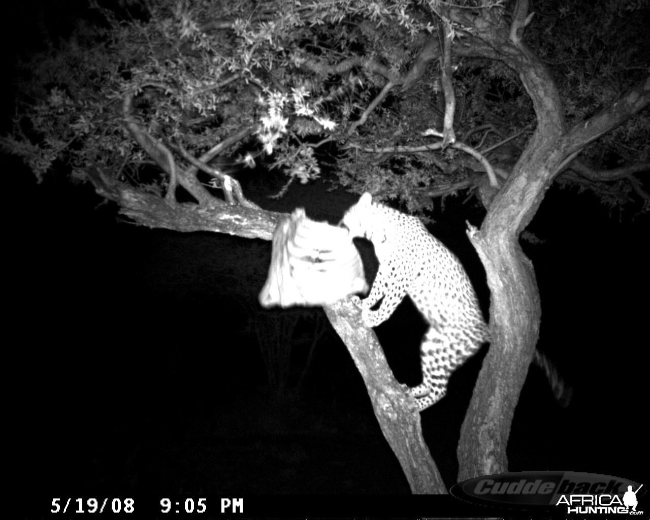 Leopard on Bait at Ozondjahe Safaris Namibia