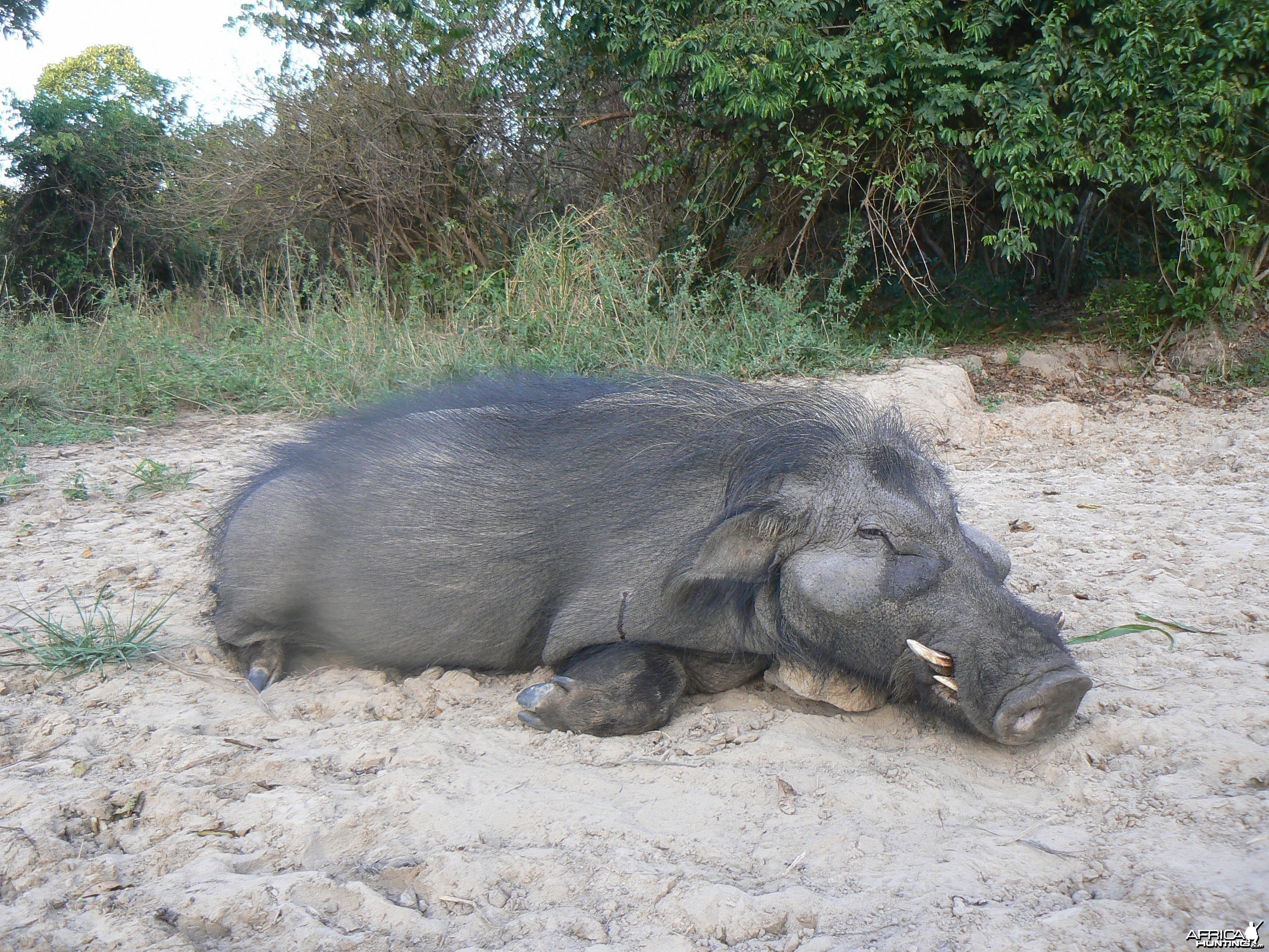 Giant forest hog 9 inches hunted in CAR