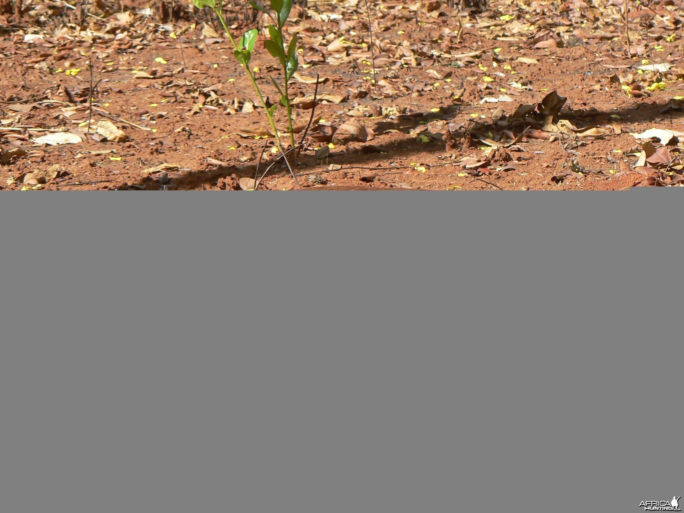 Big red flanked duiker hunted in CAR