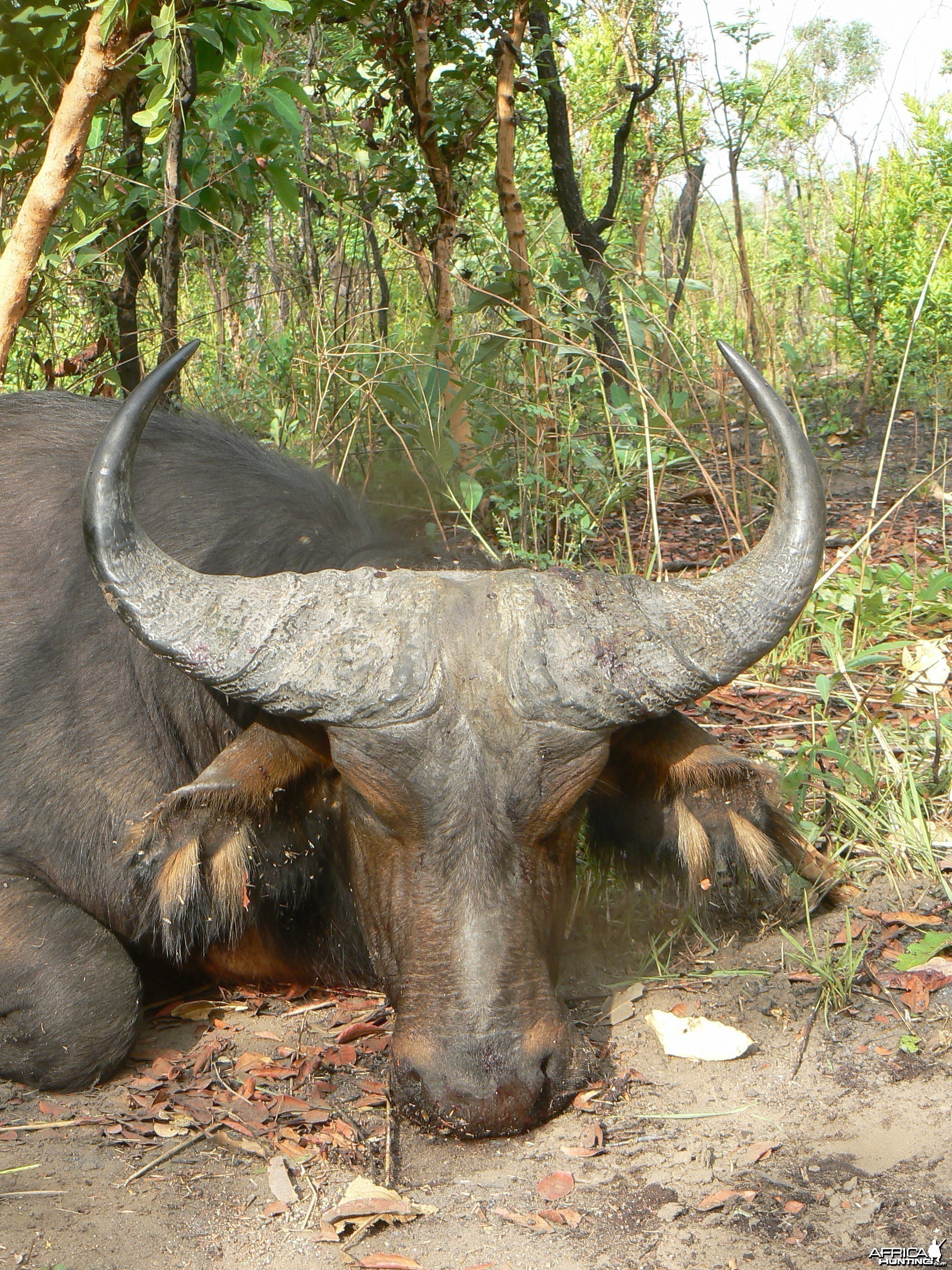 Buffalo bull from Central African Republic