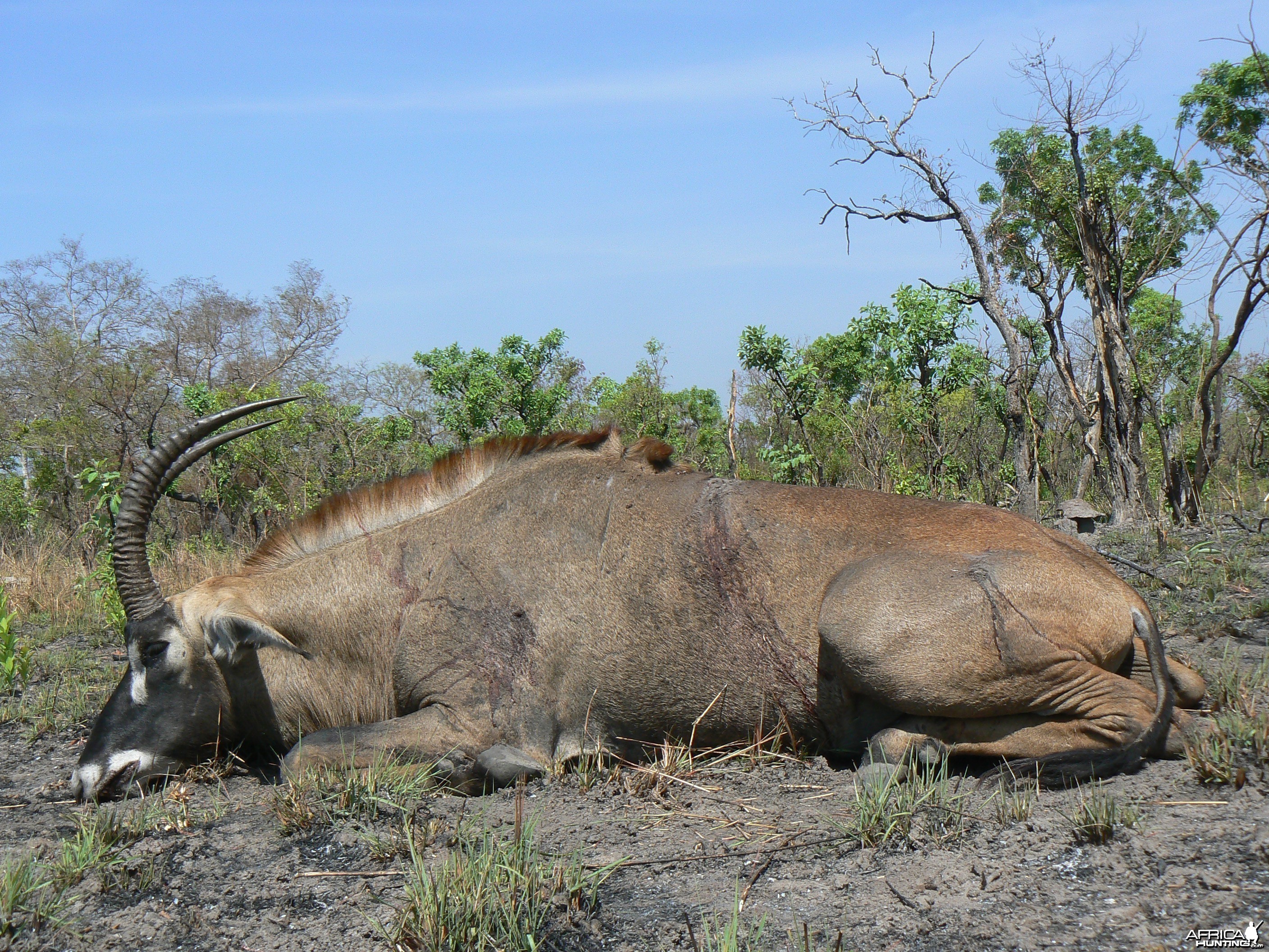 Very good 28 inches roan bull hunted in Central African Republic