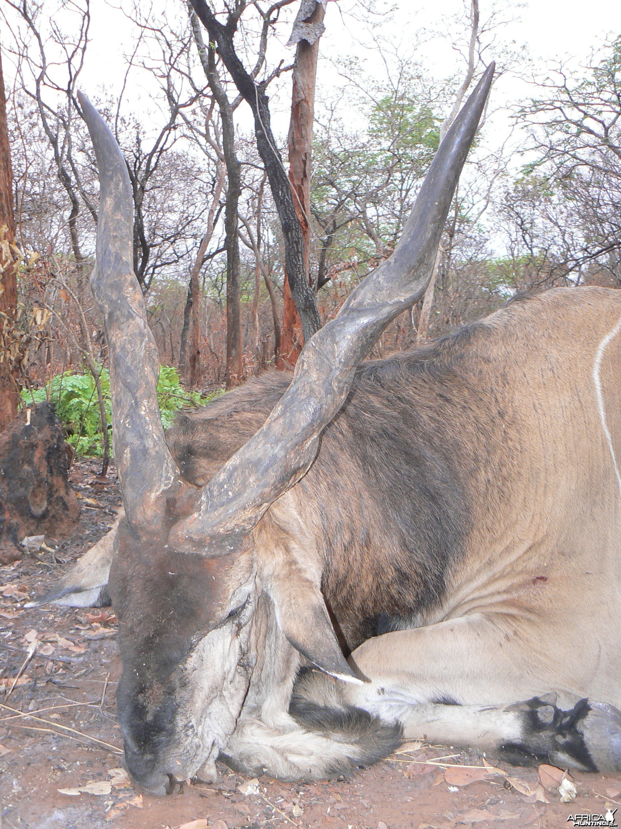 Very old, worn down Derby eland, hunted in CAR