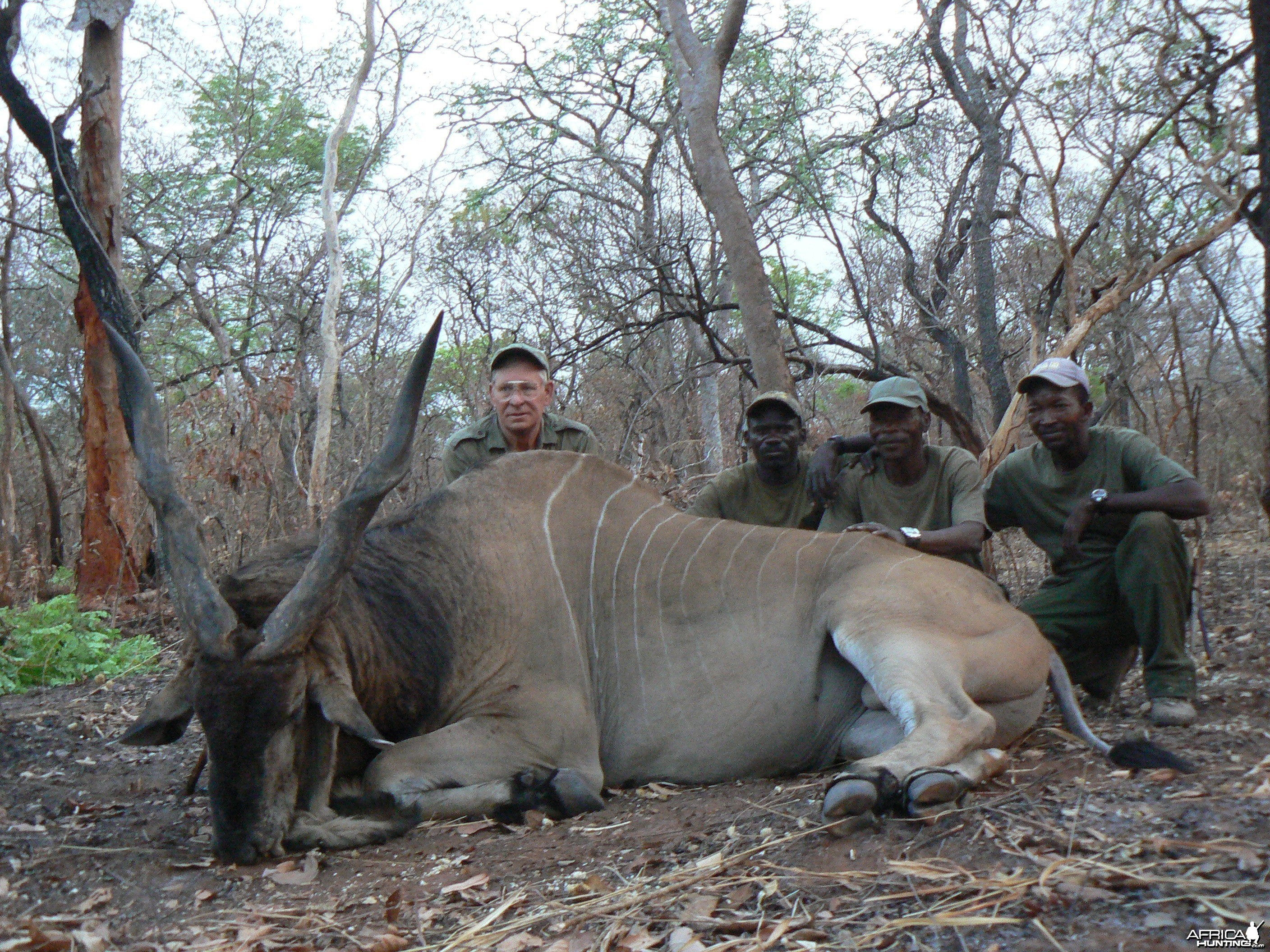 Very old, worn down Derby eland, hunted in CAR