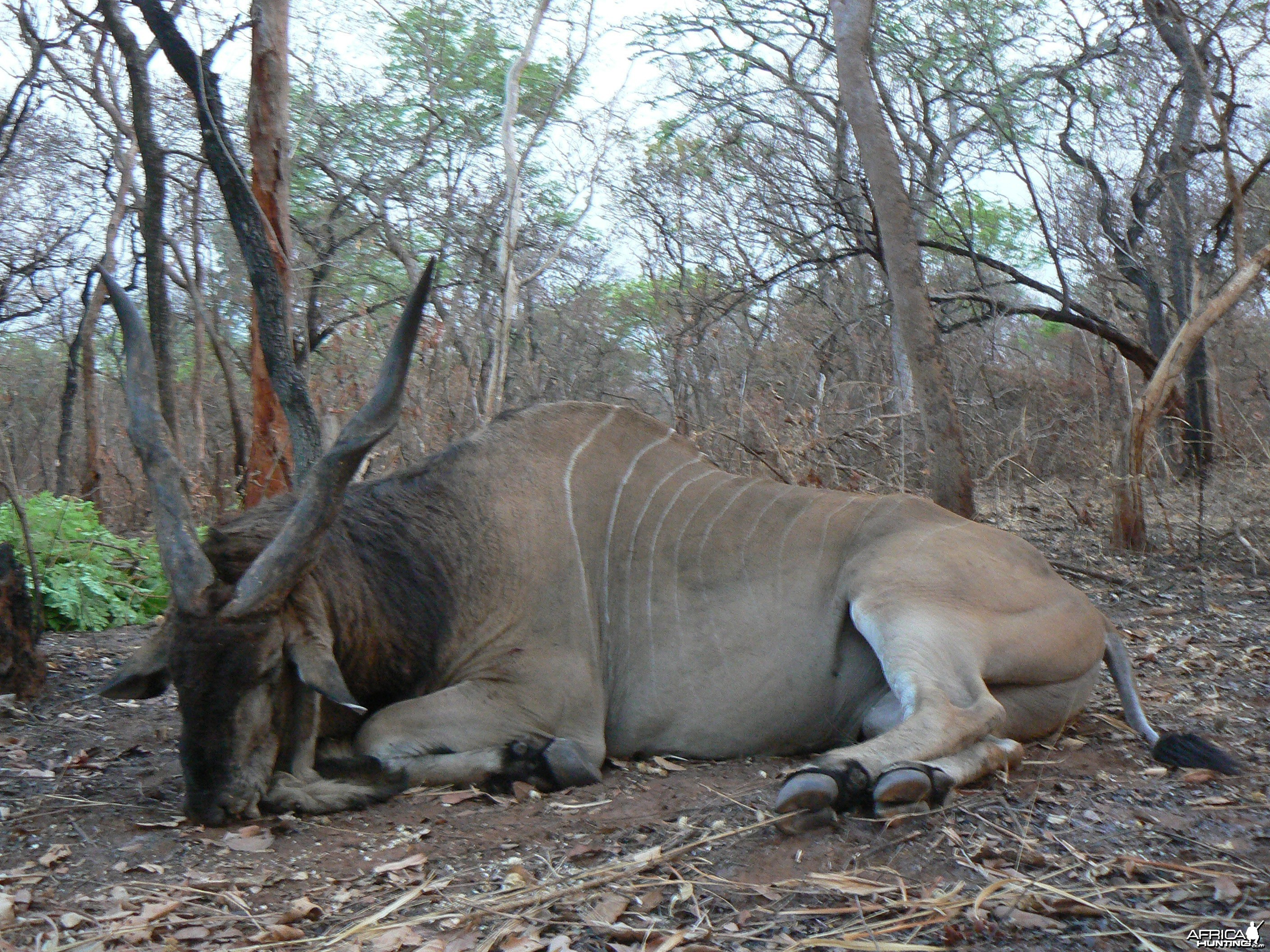 Very old, worn down Derby eland, hunted in CAR