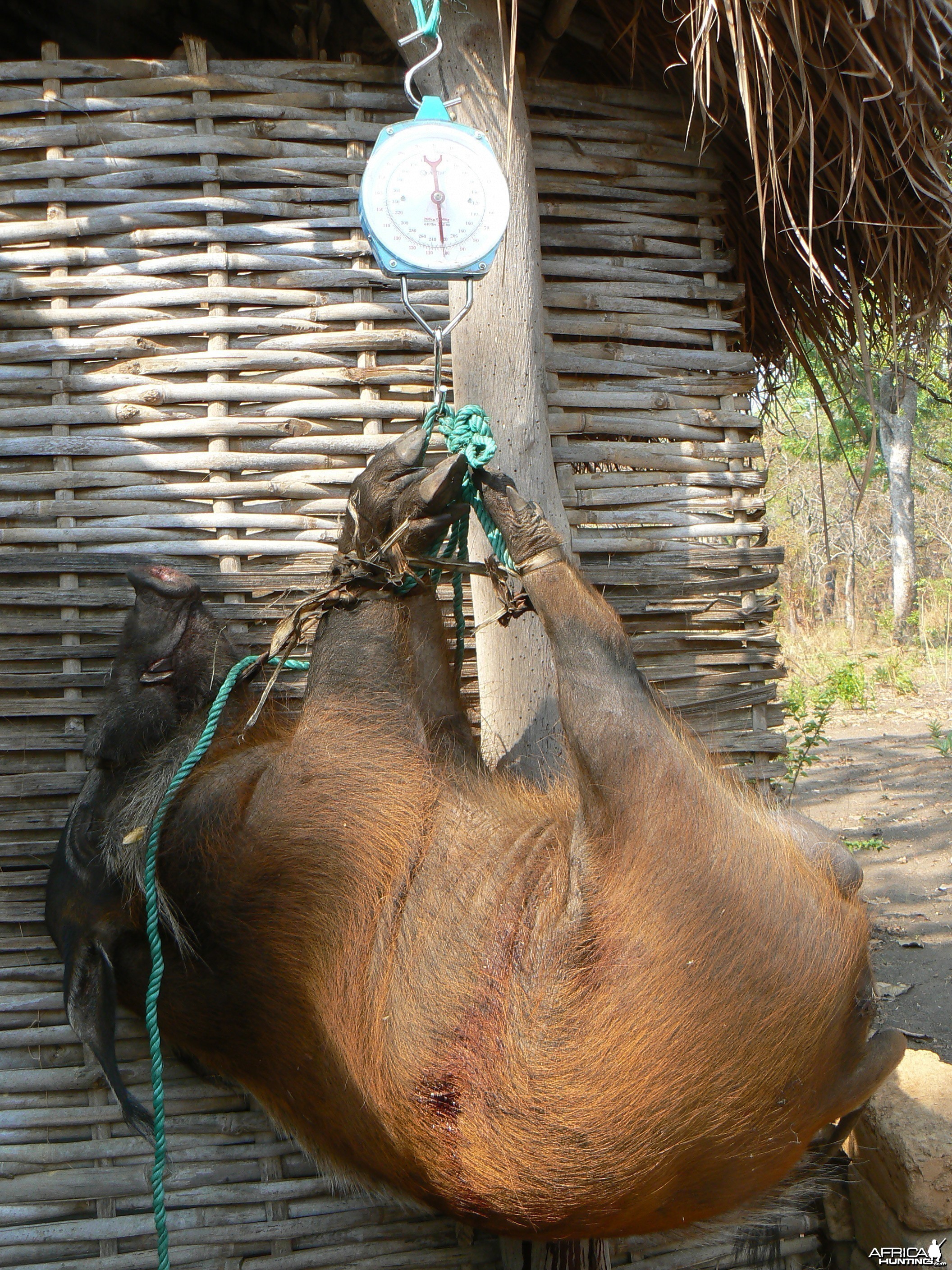 Huge 102 kg red river hog taken in CAR