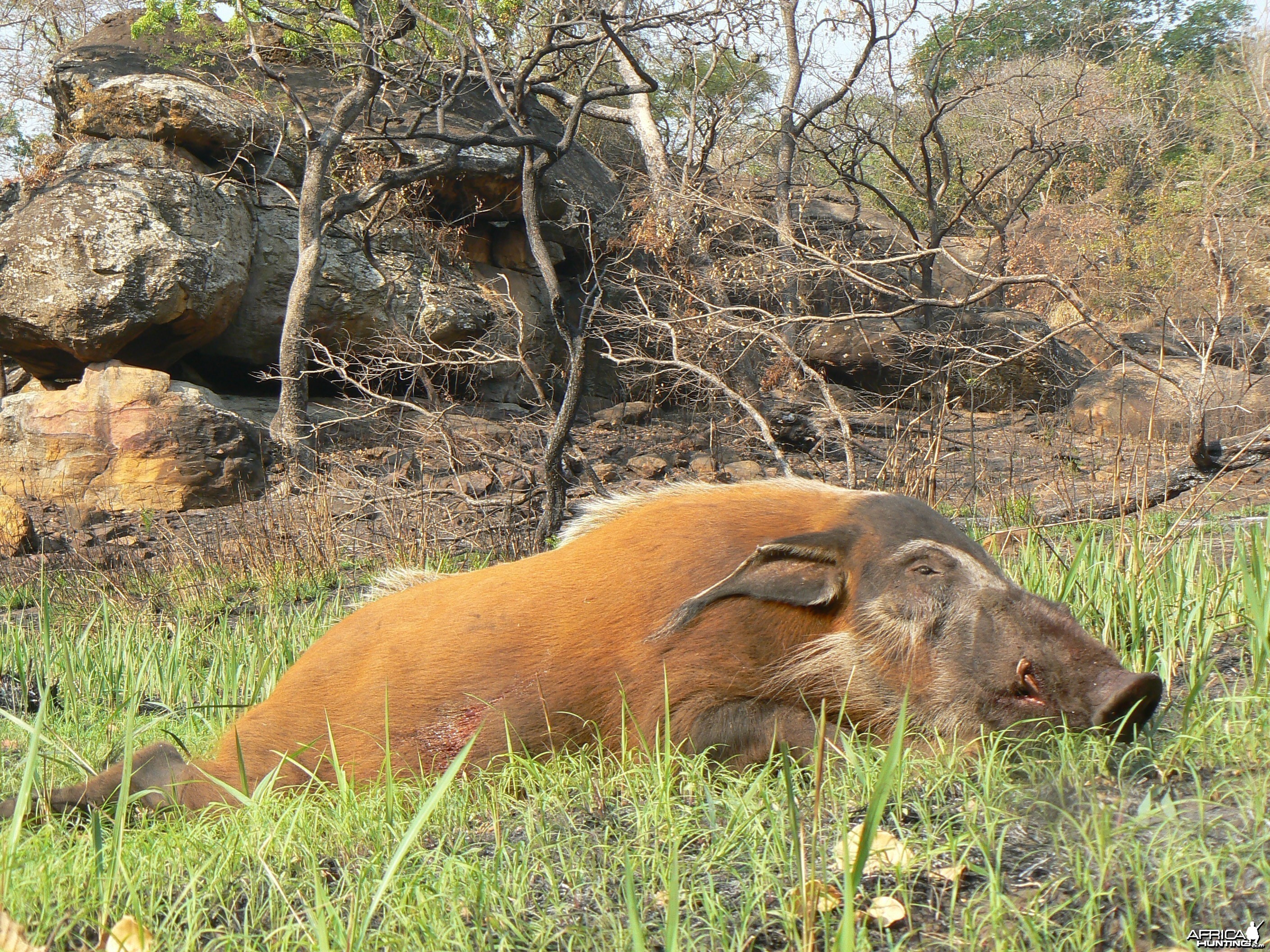 Huge 102 kg red river hog taken in CAR