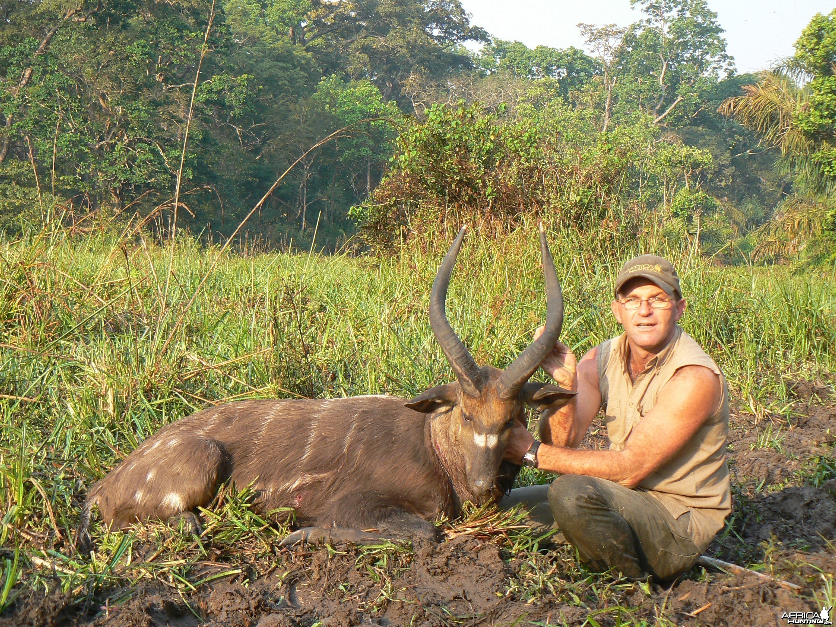 Western Sitatunga shot in CAR