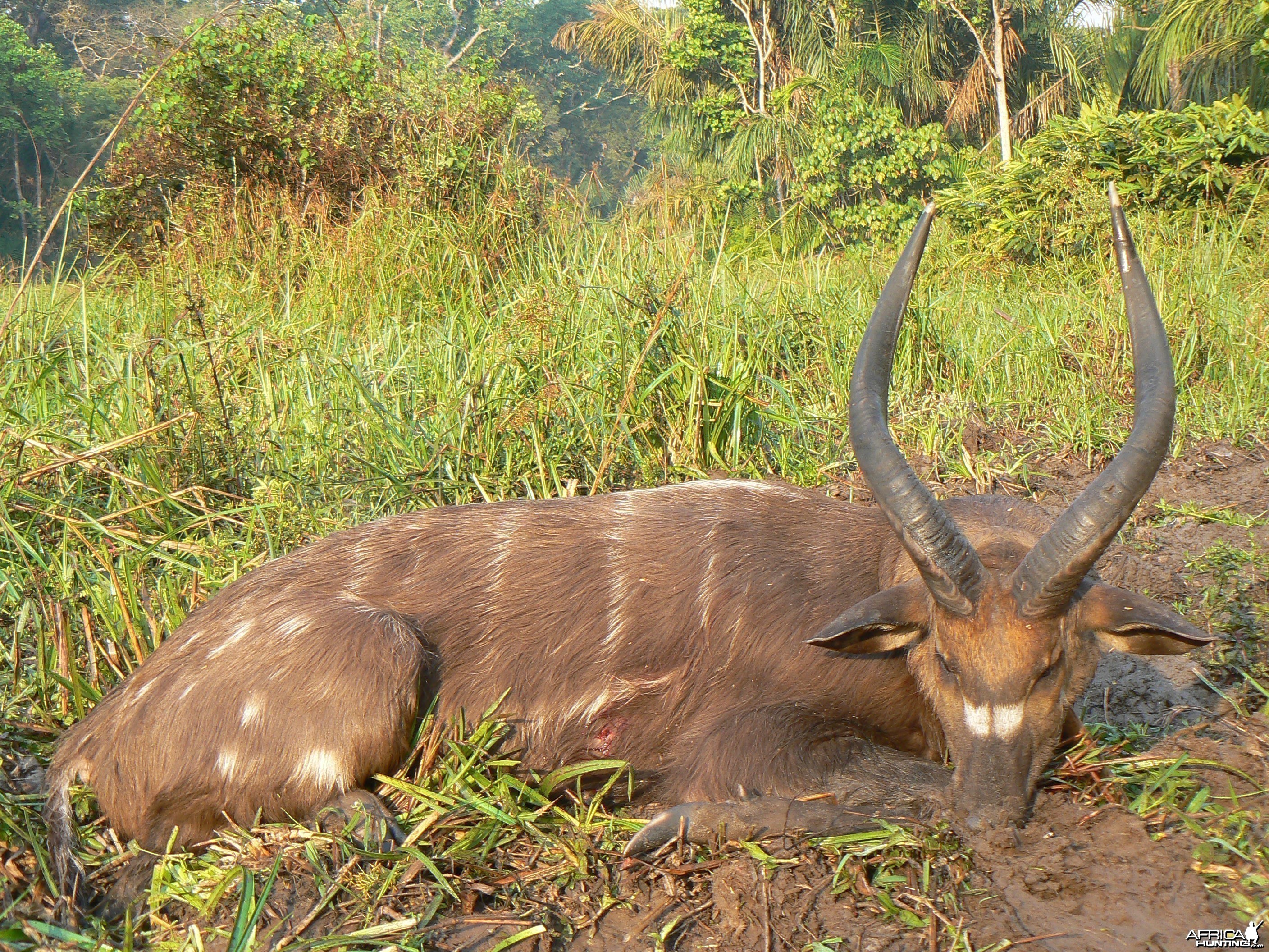 Western Sitatunga shot in CAR