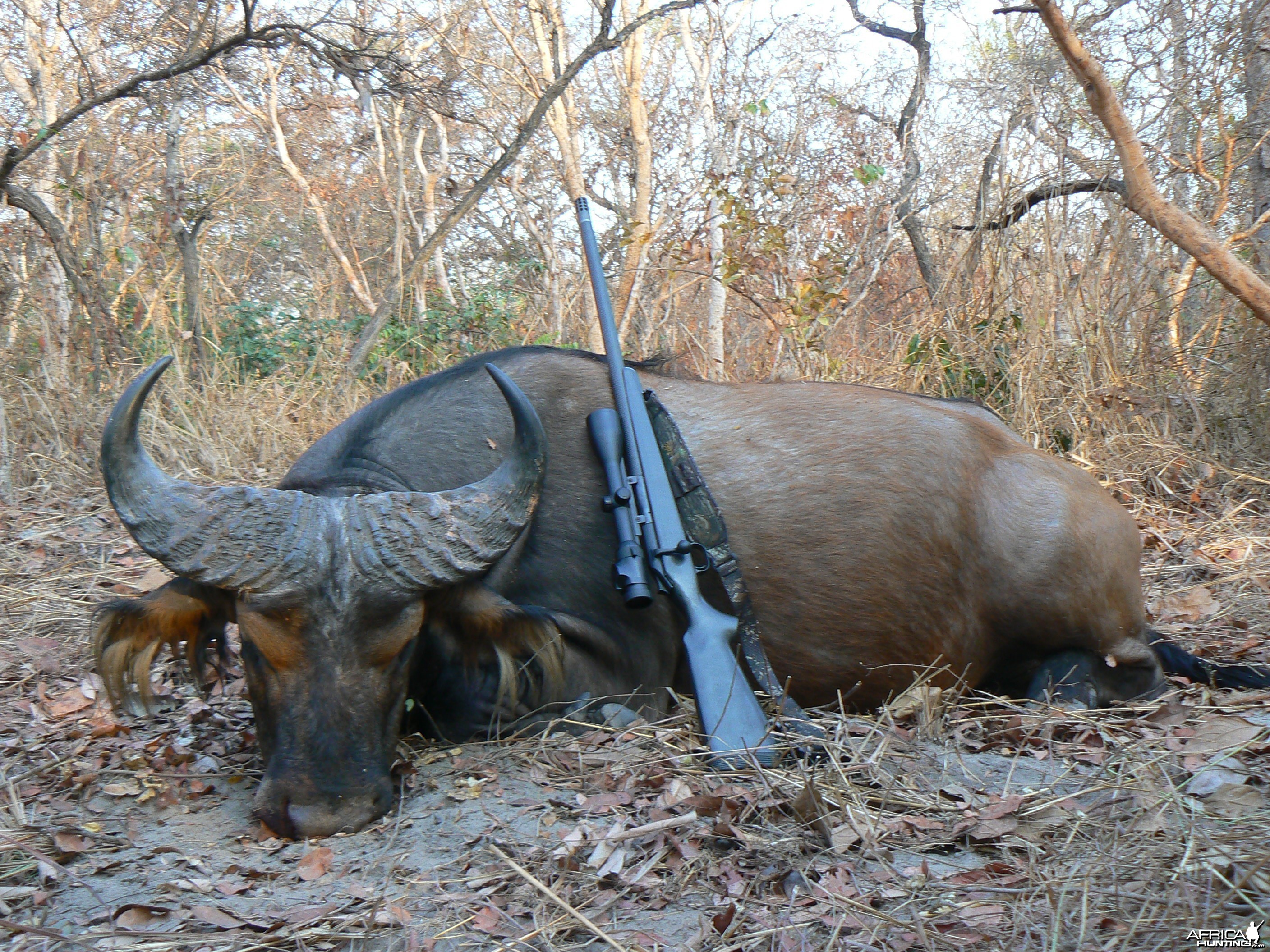 Small bodied buffalo bull from CAR